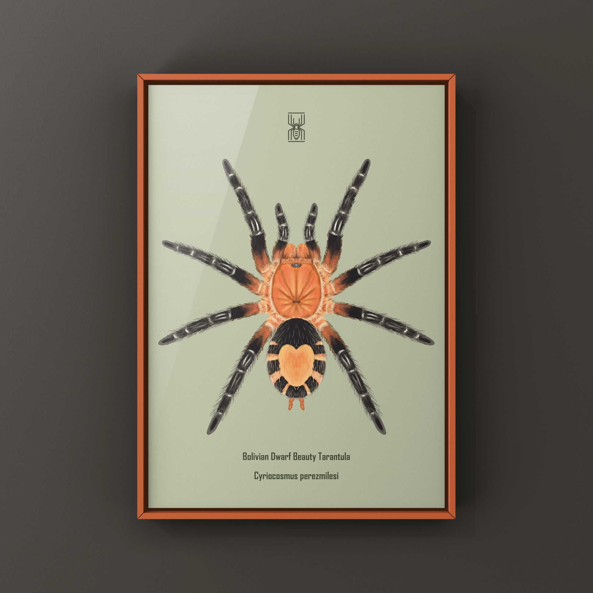 Bolivian Dwarf Beauty Tarantula art print by The Silk Ranch, featuring detailed illustration of Cyriocosmus perezmilesi.