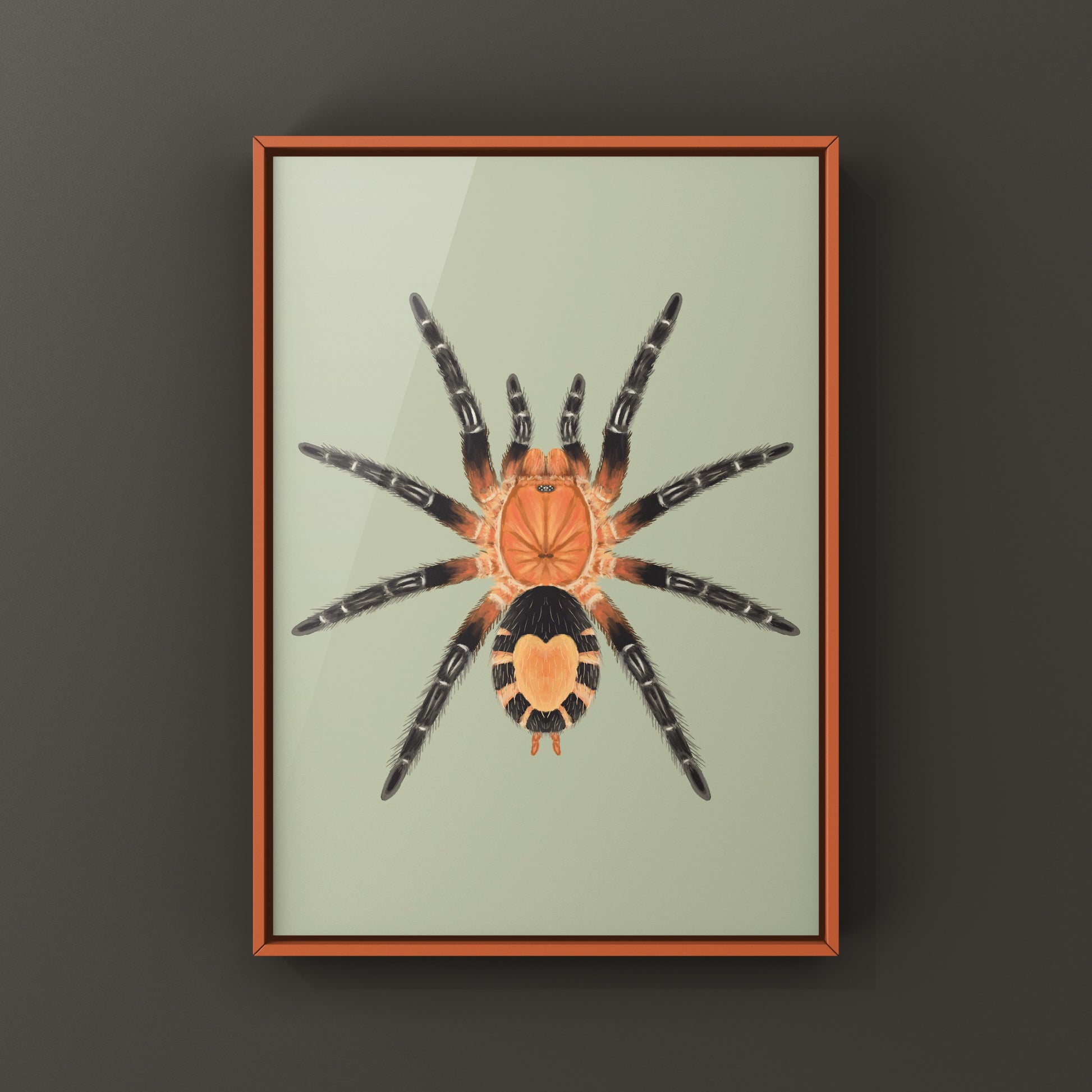Bolivian Dwarf Beauty Tarantula art print featuring Cyriocosmus perezmilesi, created by The Silk Ranch, showcasing detailed spider artwork.