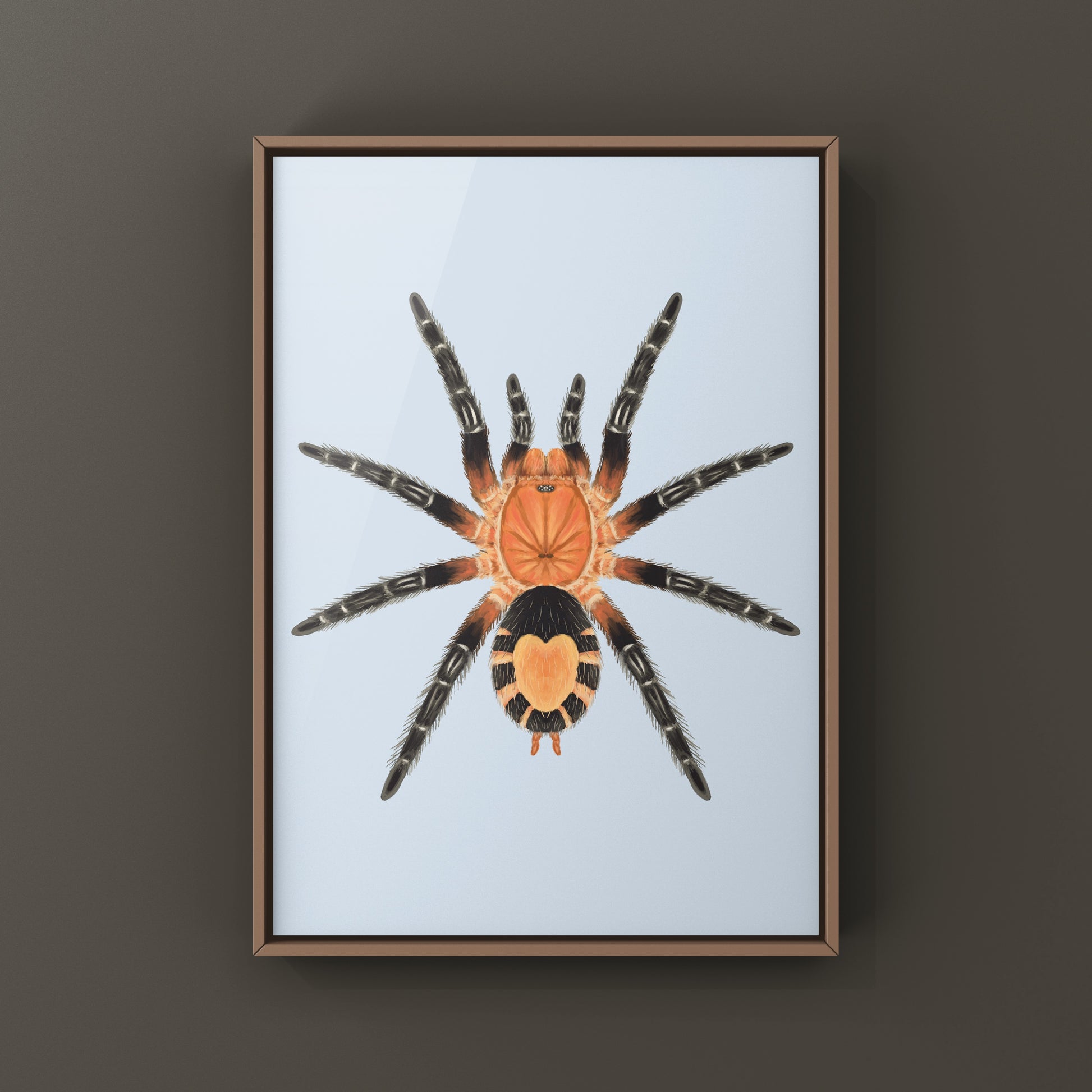 Bolivian Dwarf Beauty Tarantula art print featuring Cyriocosmus perezmilesi, showcasing detailed spider illustration by The Silk Ranch.