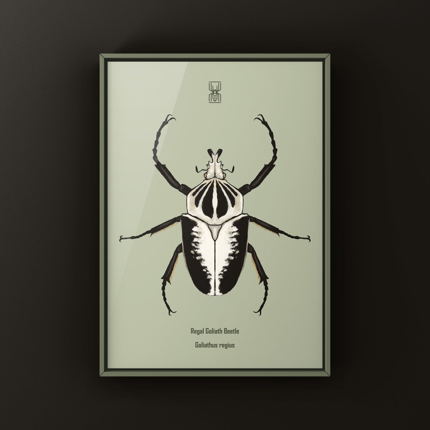 Regal Goliath Beetle Art Print (Goliathus regius) from The Silk Ranch