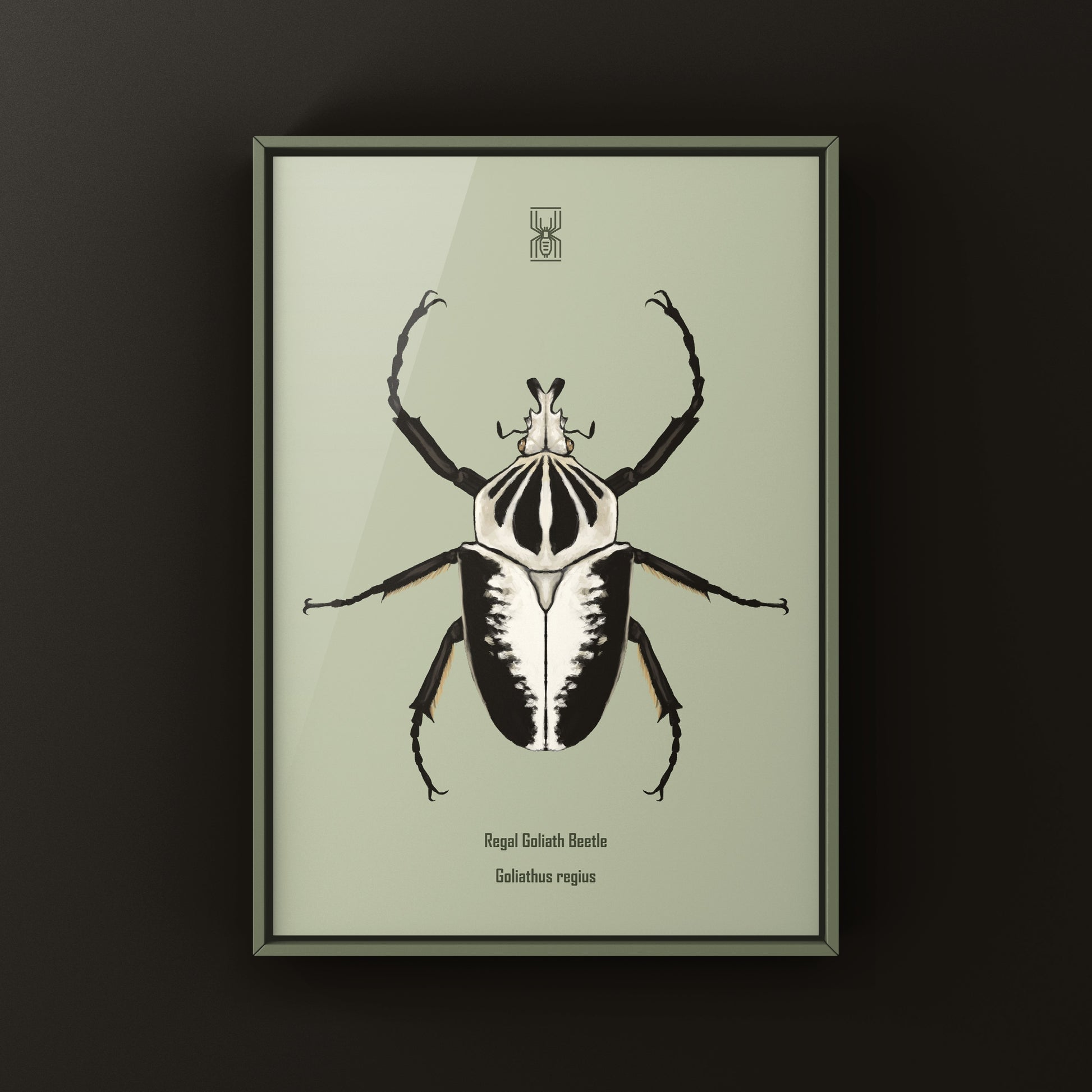 Regal Goliath Beetle Art Print (Goliathus regius) from The Silk Ranch