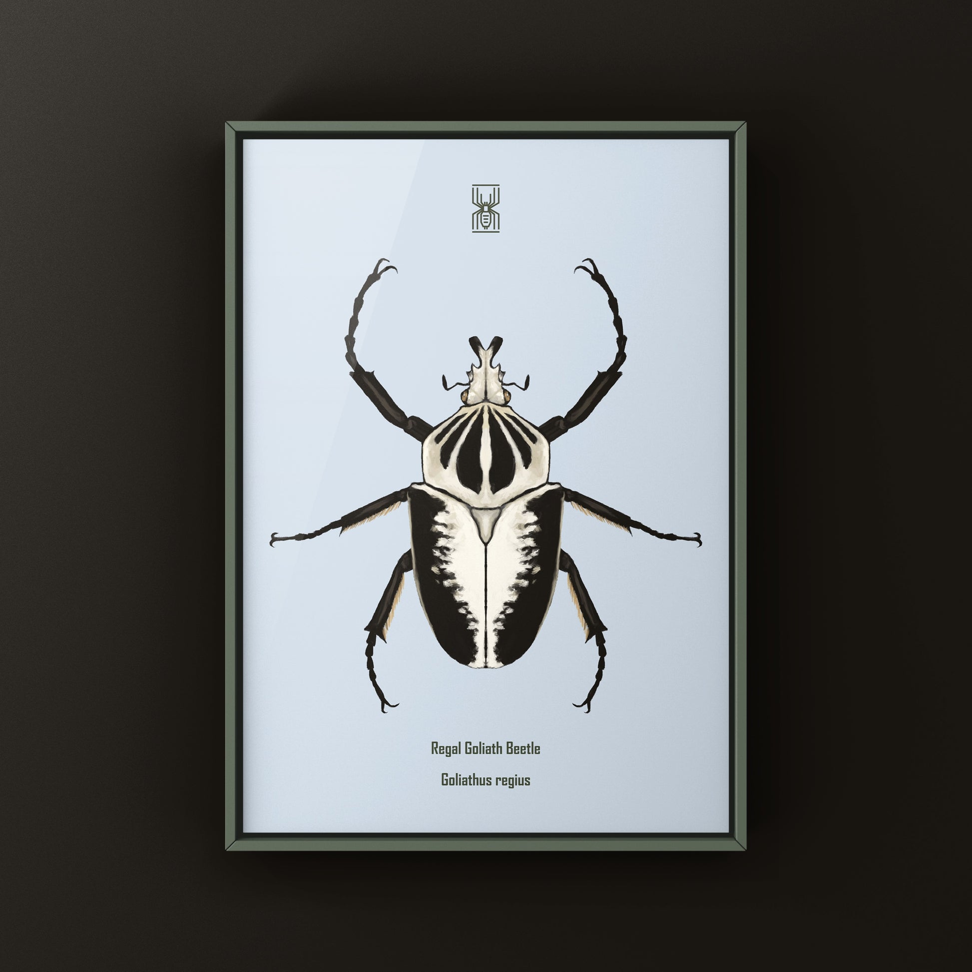 Regal Goliath Beetle Art Print (Goliathus regius) from The Silk Ranch
