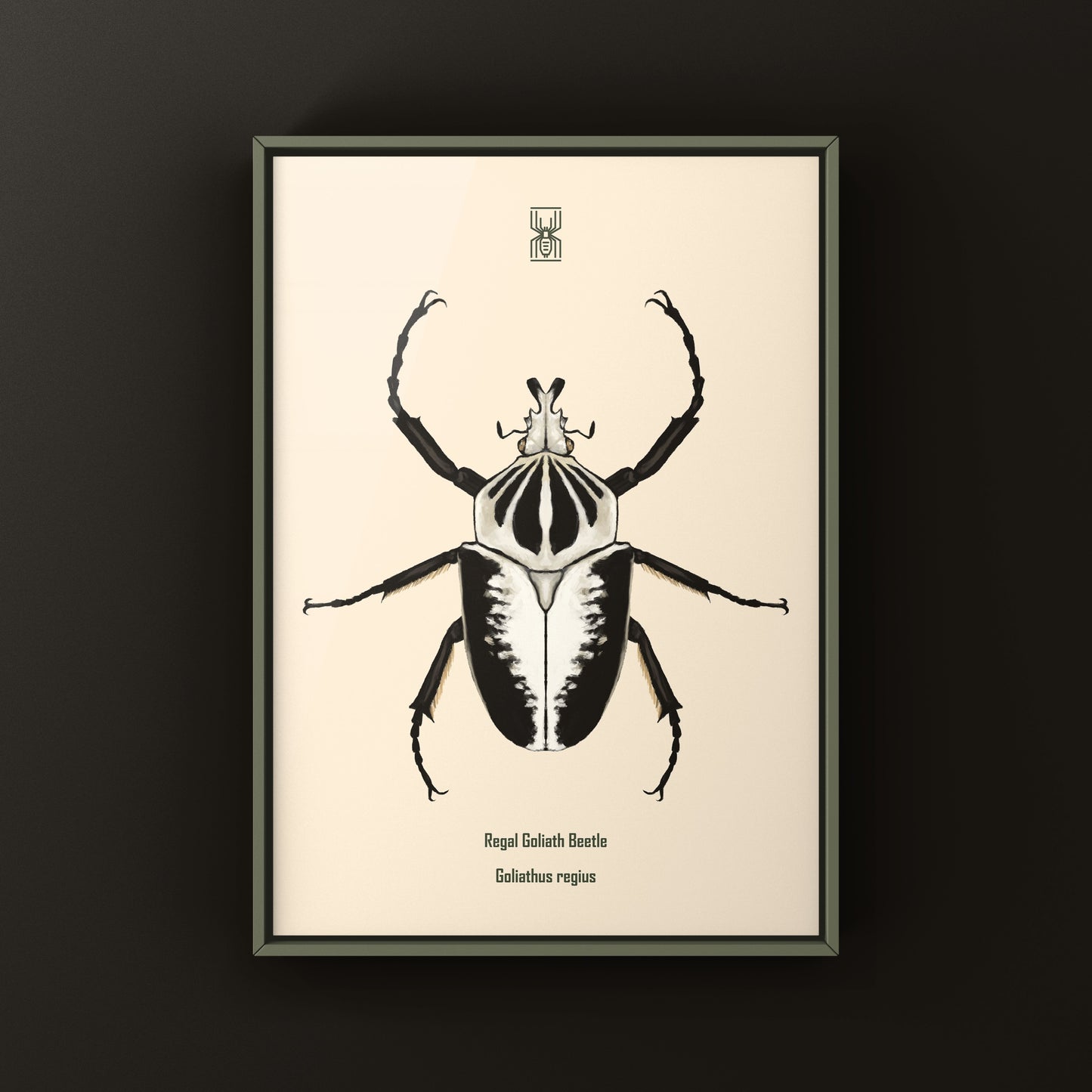 Regal Goliath Beetle Art Print (Goliathus regius) from The Silk Ranch