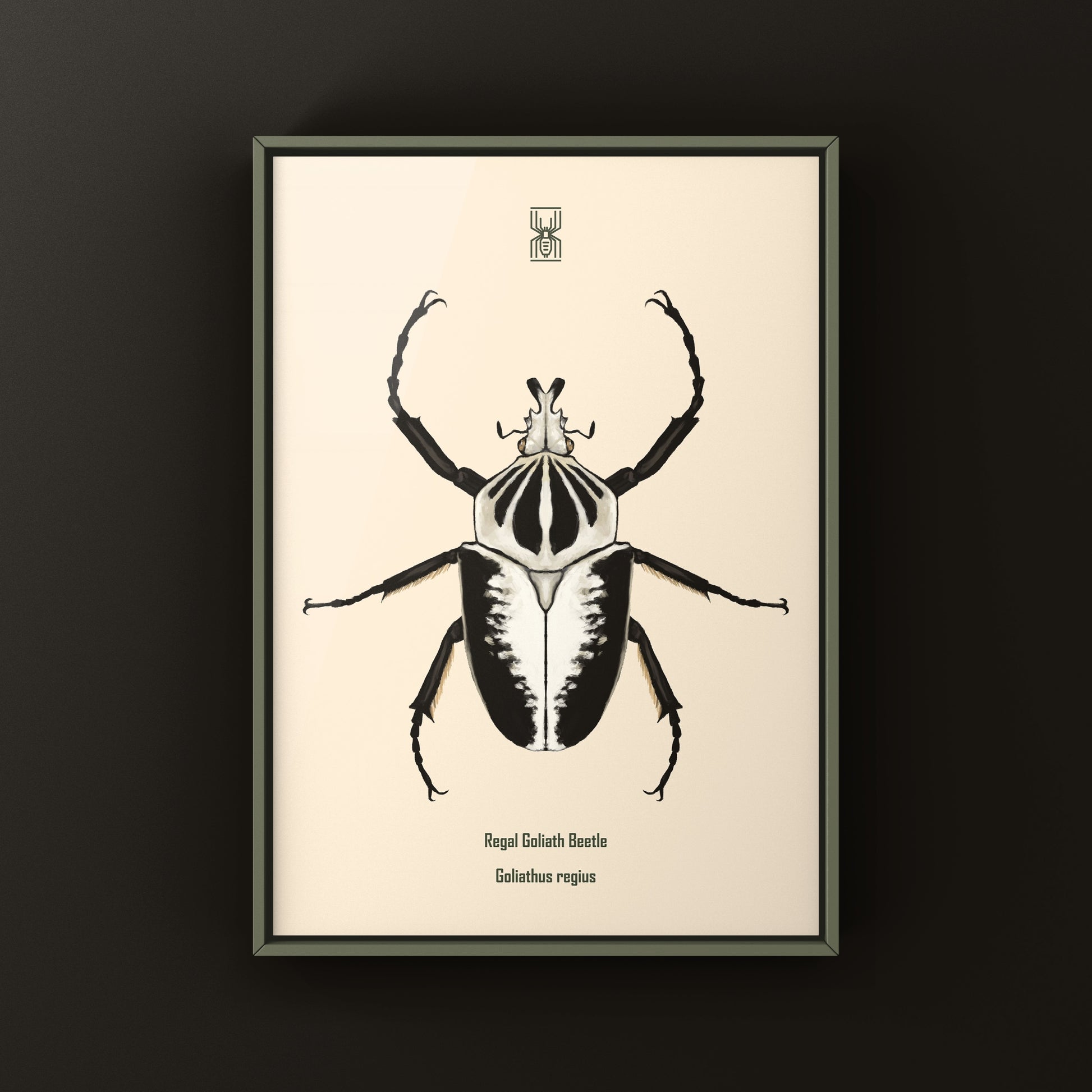 Regal Goliath Beetle Art Print (Goliathus regius) from The Silk Ranch