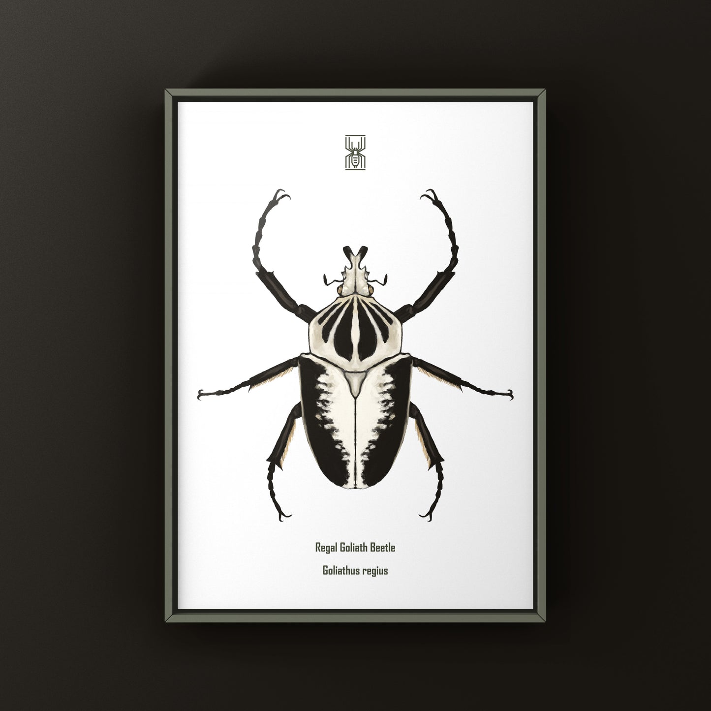 Regal Goliath Beetle Art Print (Goliathus regius) from The Silk Ranch