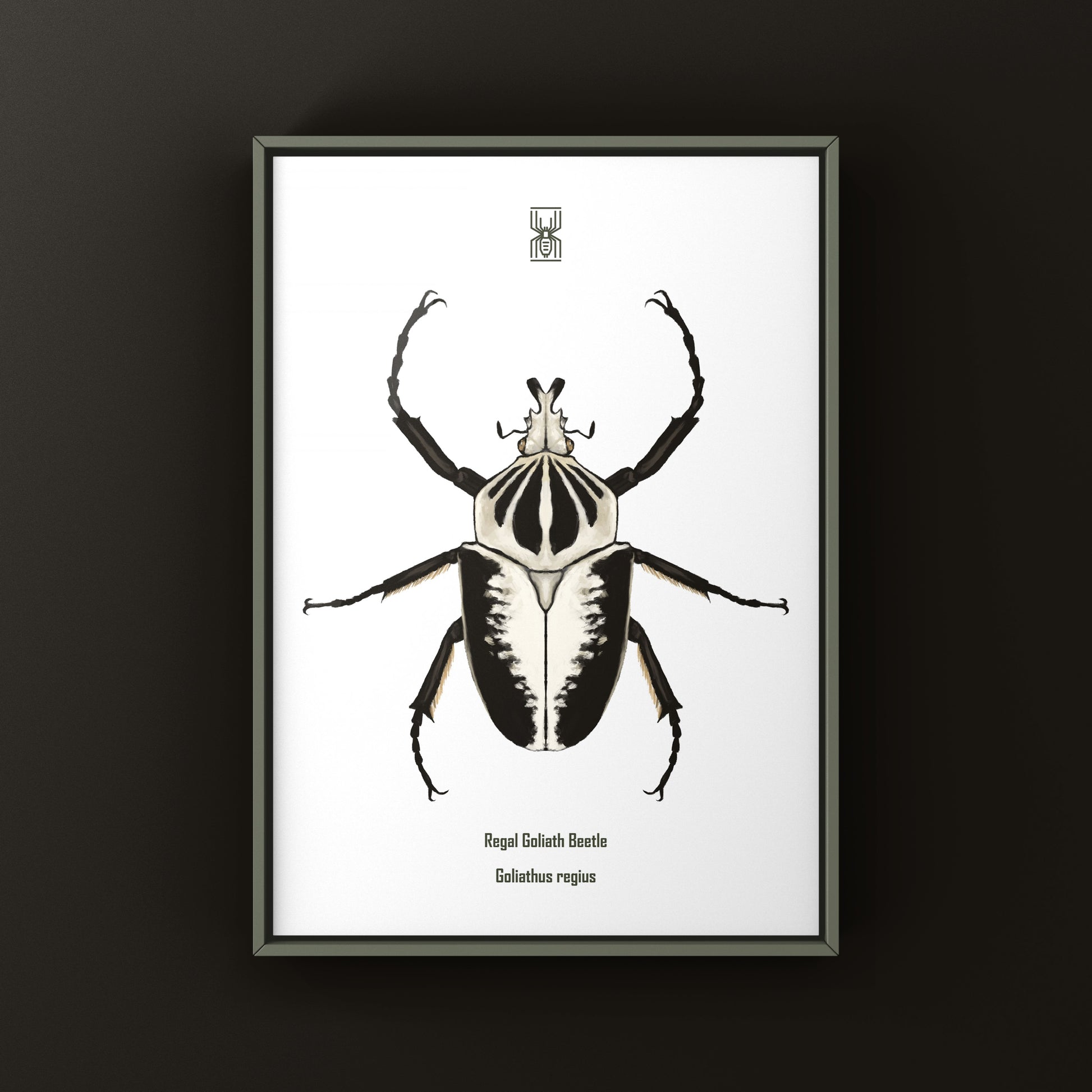 Regal Goliath Beetle Art Print (Goliathus regius) from The Silk Ranch