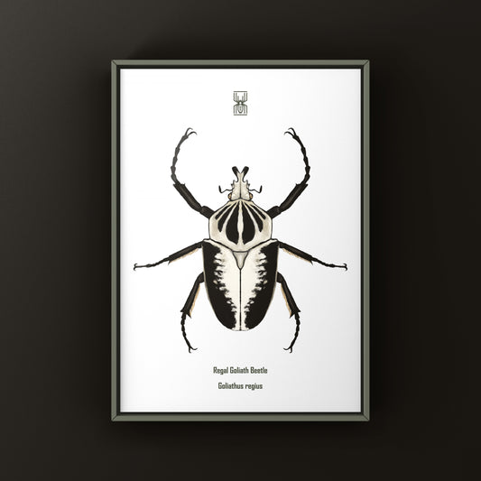 Regal Goliath Beetle Art Print (Goliathus regius) from The Silk Ranch