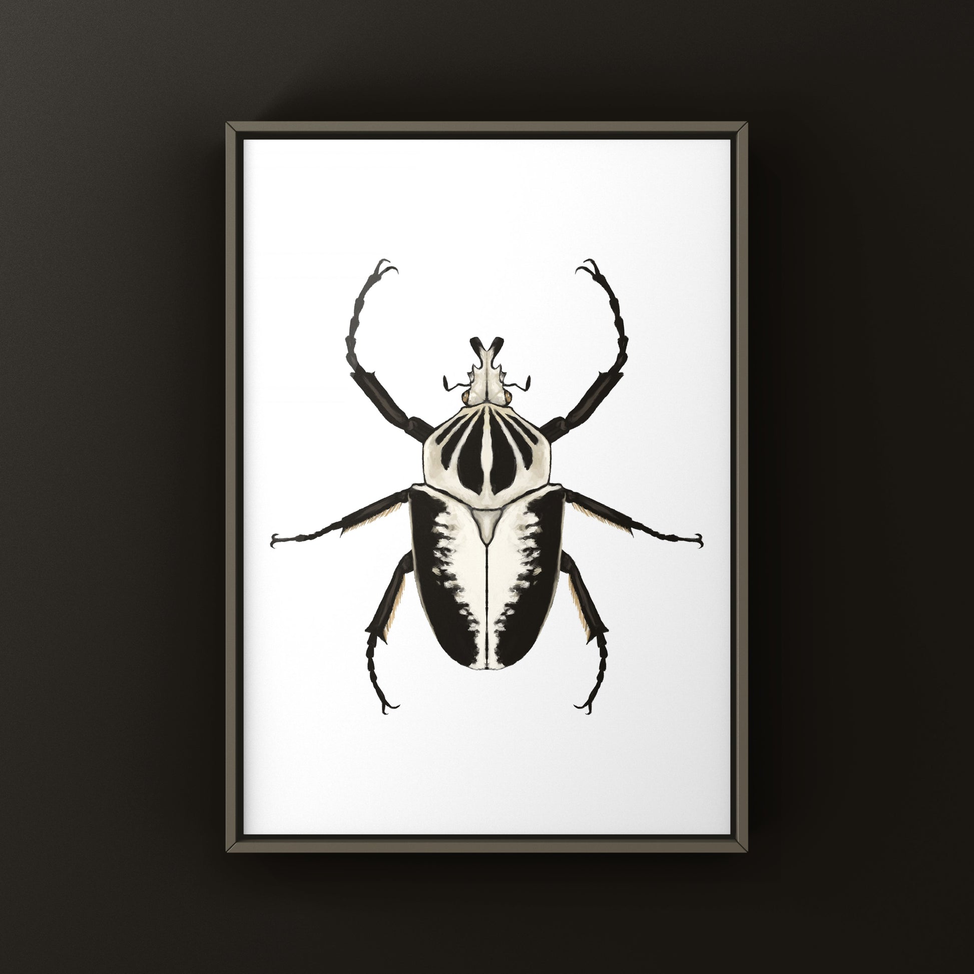 Regal Goliath Beetle Art Print (Goliathus regius) from The Silk Ranch