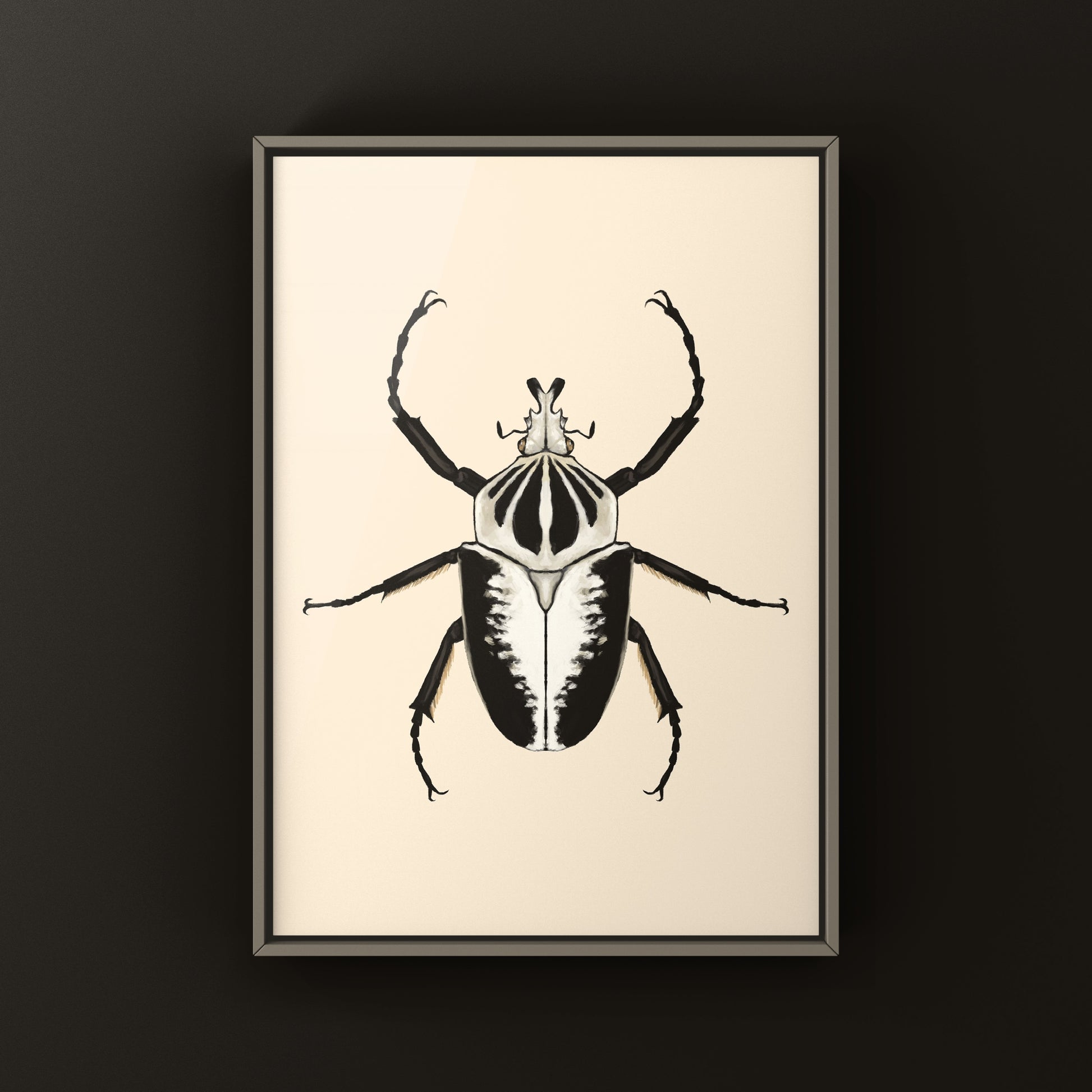 Regal Goliath Beetle Art Print (Goliathus regius) from The Silk Ranch
