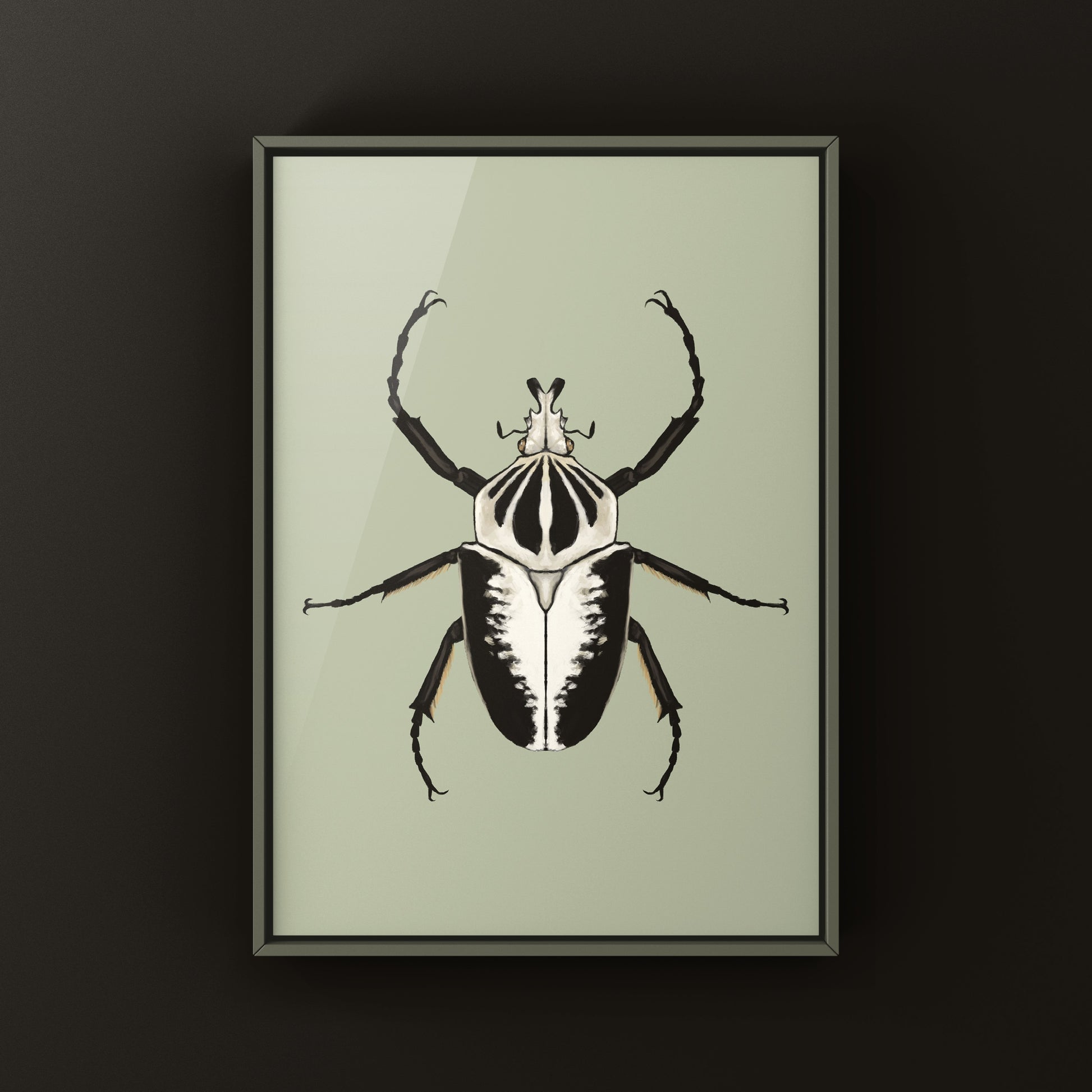 Regal Goliath Beetle Art Print (Goliathus regius) from The Silk Ranch