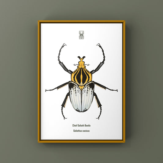 Chief Goliath Beetle Art Print (Goliathus cacicus) from The Silk Ranch