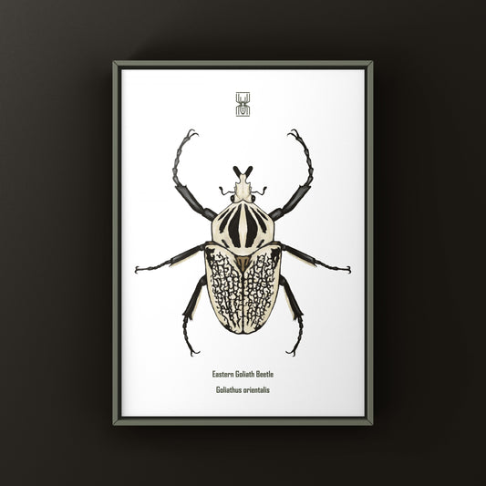 Eastern Goliath Beetle Art Print (Goliathus orientalis) from The Silk Ranch