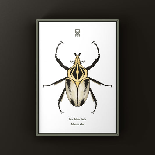 Atlas Goliath Beetle art print by The Silk Ranch featuring detailed illustration of the large, colorful Goliathus atlas beetle.