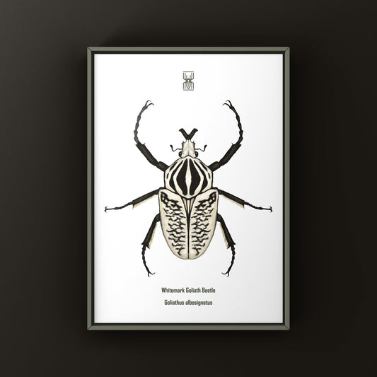 Whitemark Goliath Beetle Art Print (Goliathus albosignatus) from The Silk Ranch