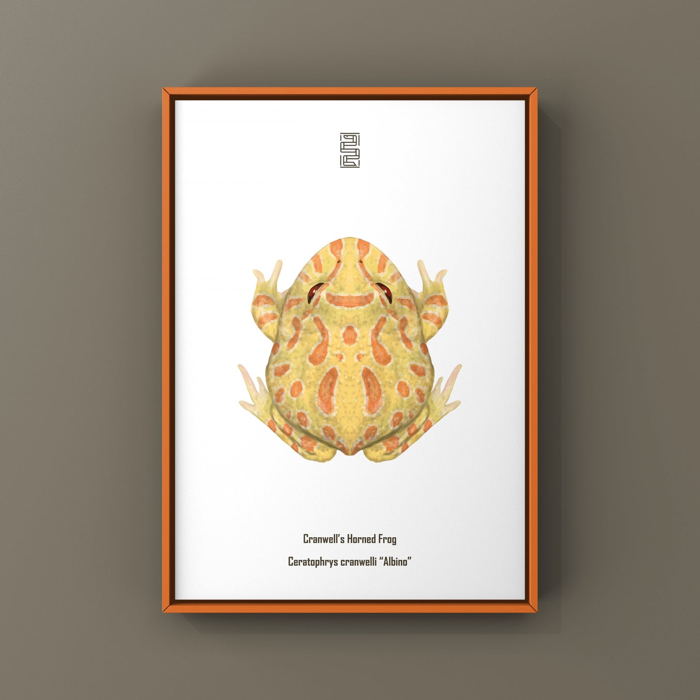 Albino Pacman Frog Art Print (Ceratophrys cranwelli) from The Silk Ranch