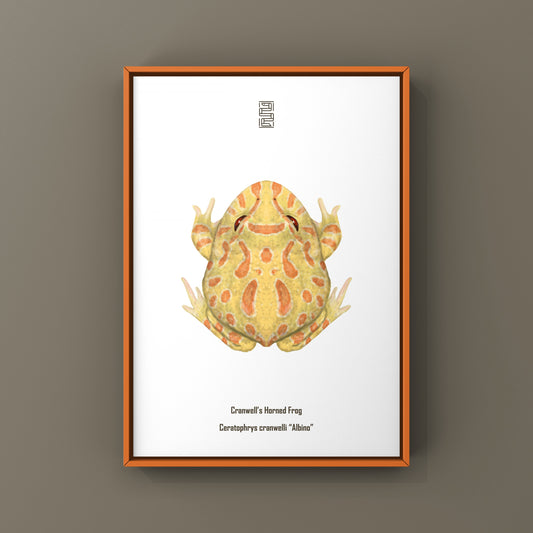 Albino Pacman Frog Art Print (Ceratophrys cranwelli) from The Silk Ranch