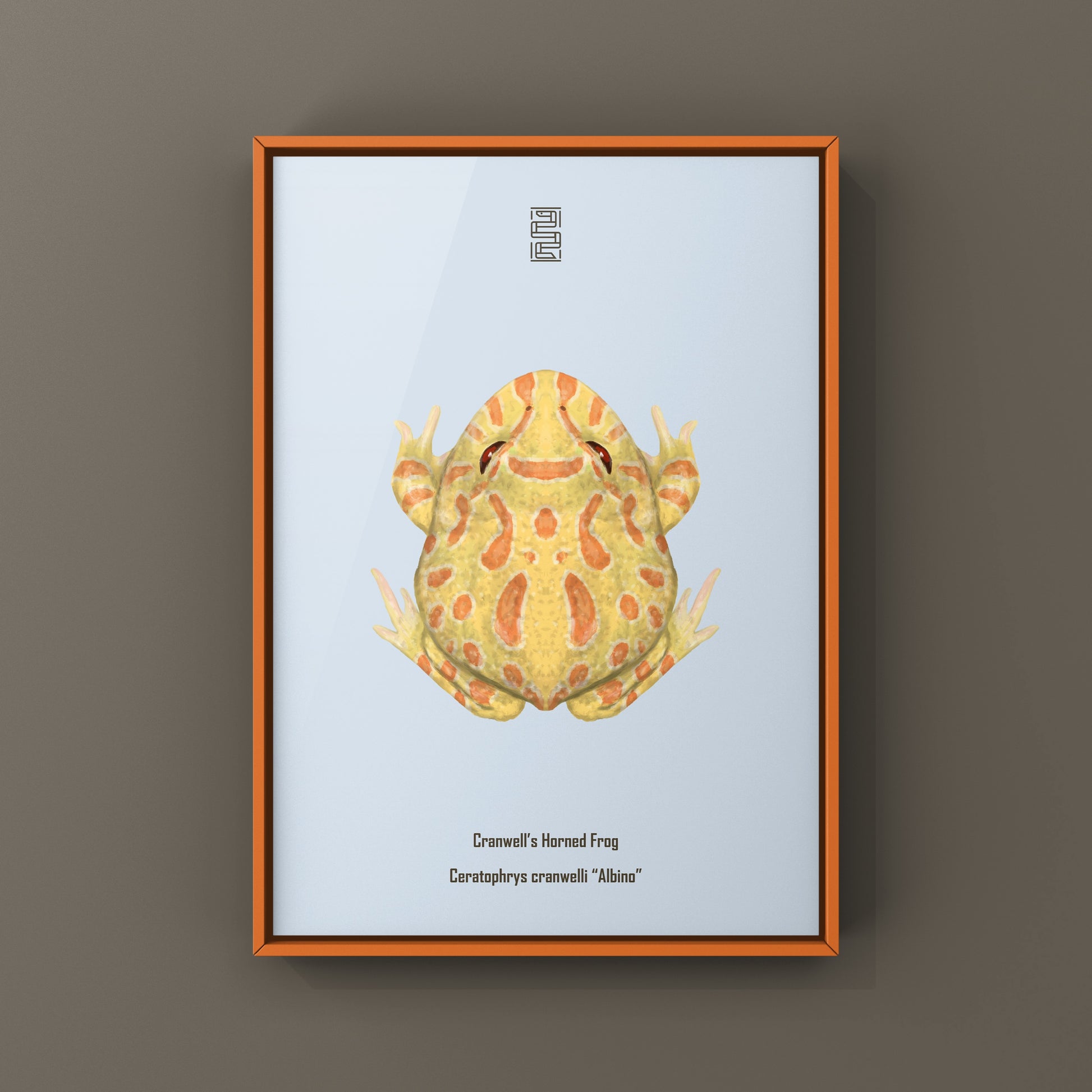 Albino Pacman Frog Art Print (Ceratophrys cranwelli) from The Silk Ranch