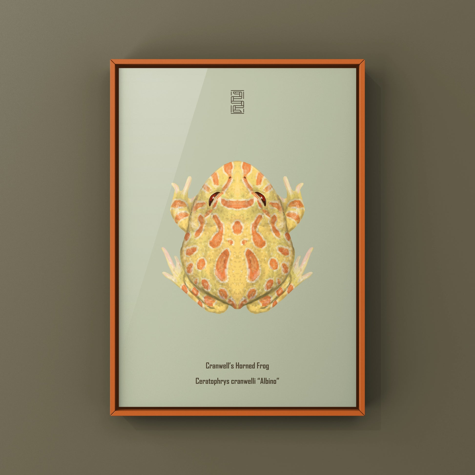 Albino Pacman Frog Art Print (Ceratophrys cranwelli) from The Silk Ranch