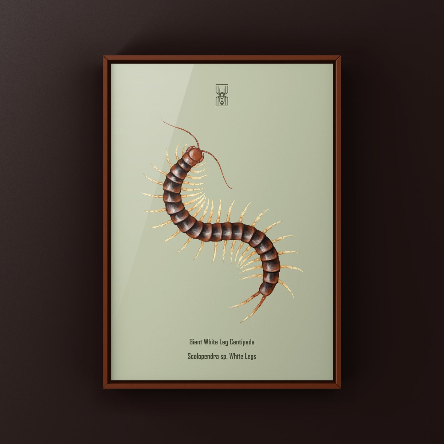 Giant white leg centipede art print by The Silk Ranch showcasing a detailed Scolopendra sp. centipede on white background
