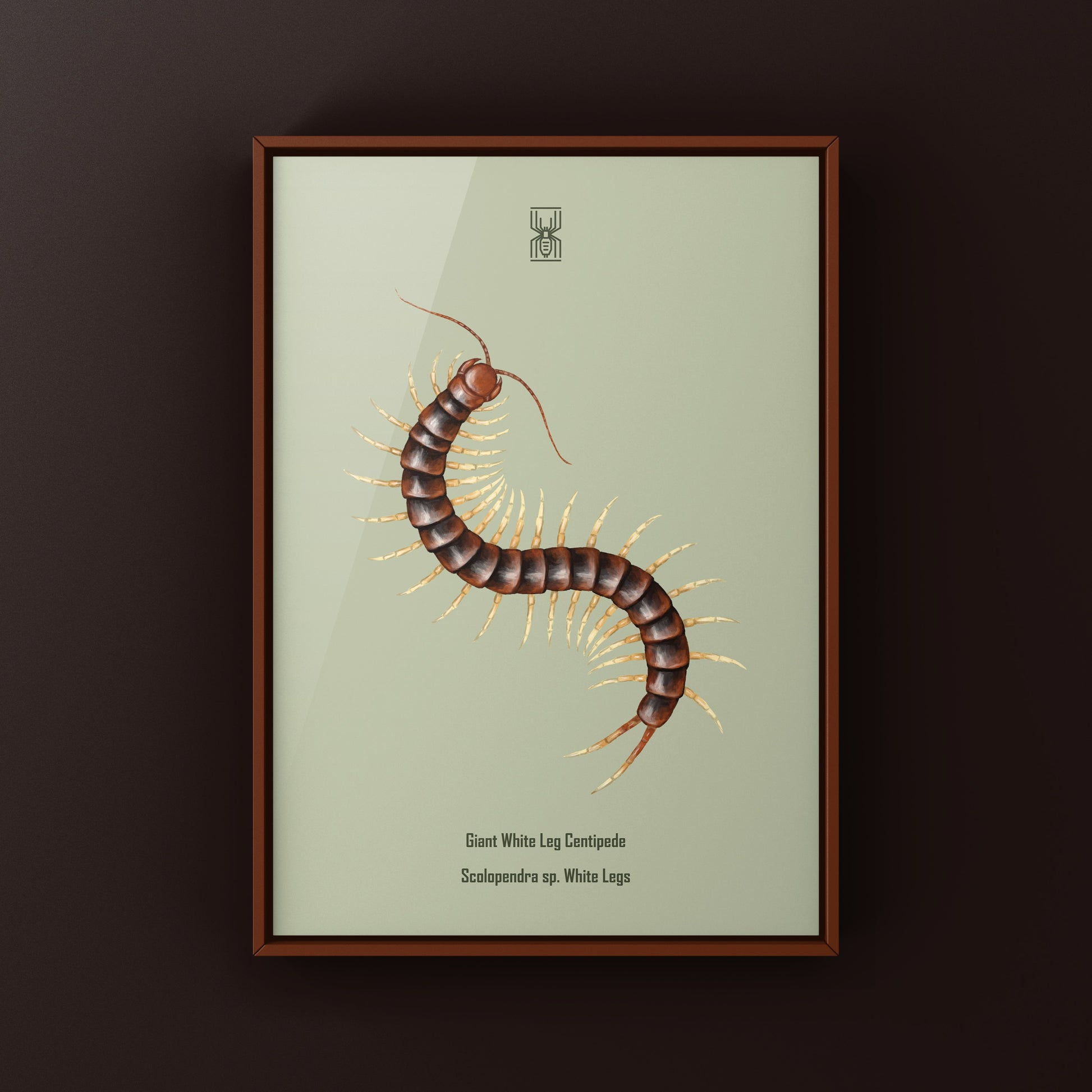 Giant white leg centipede art print by The Silk Ranch showcasing a detailed Scolopendra sp. centipede on white background