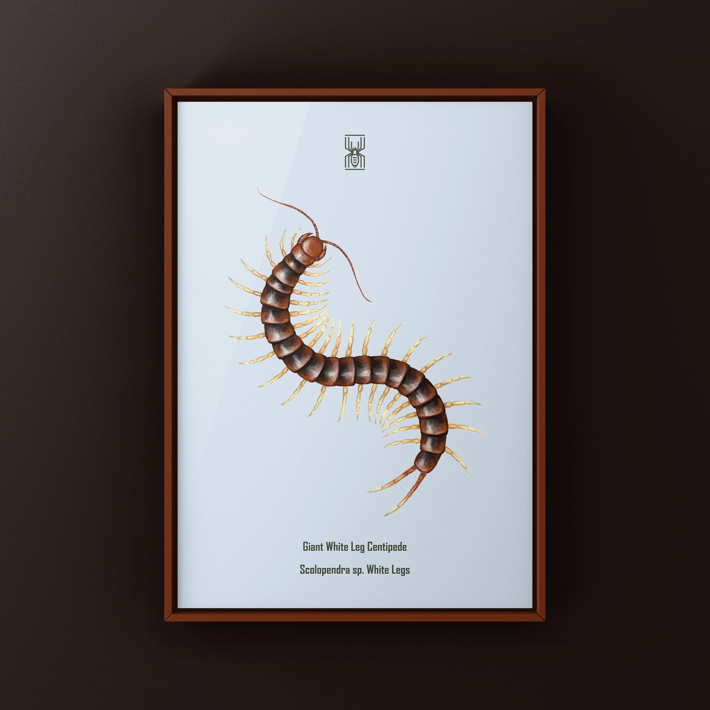 Giant white leg centipede art print featuring a detailed illustration of a Scolopendra sp. white legs centipede by The Silk Ranch.