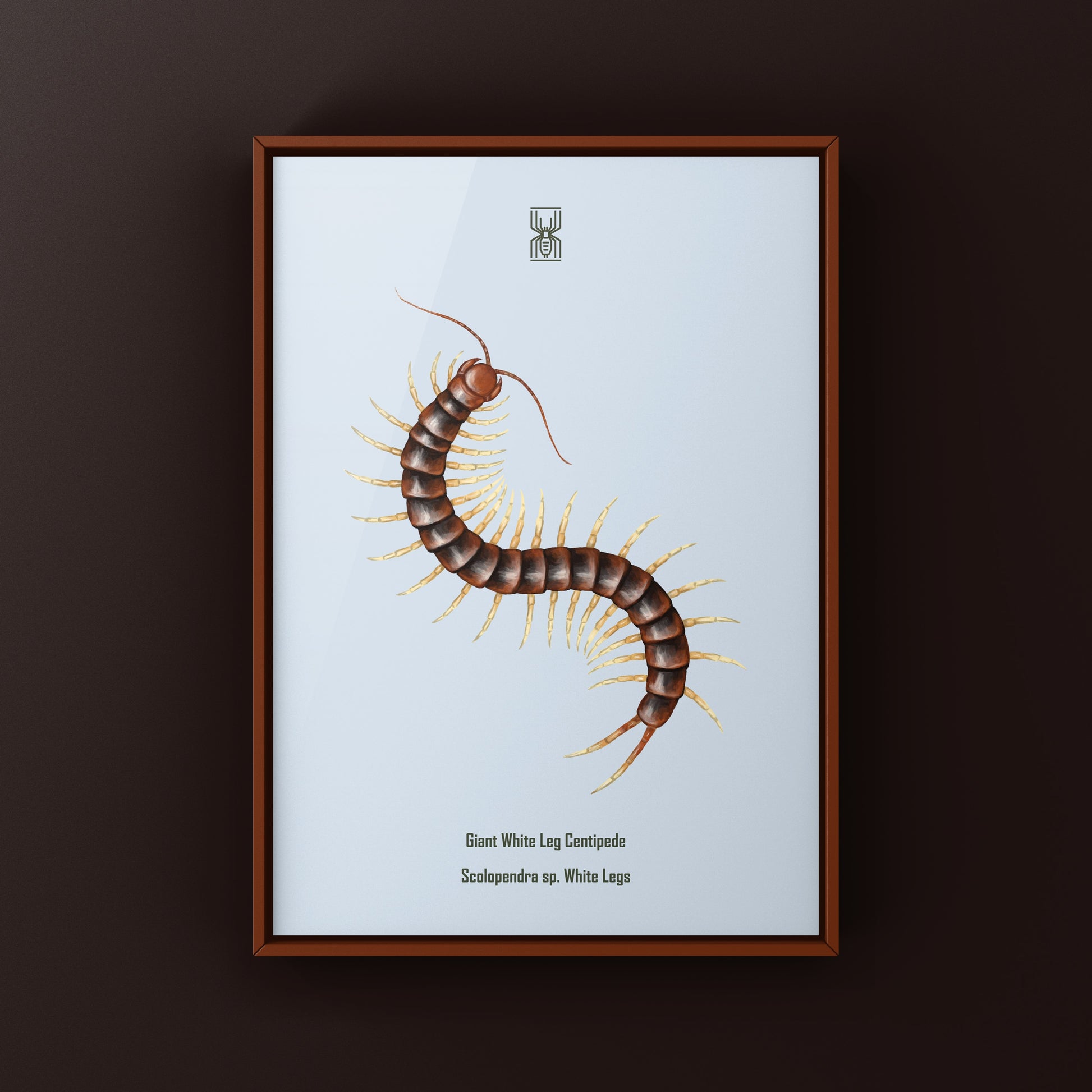 Giant white leg centipede art print featuring a detailed illustration of a Scolopendra sp. white legs centipede by The Silk Ranch.