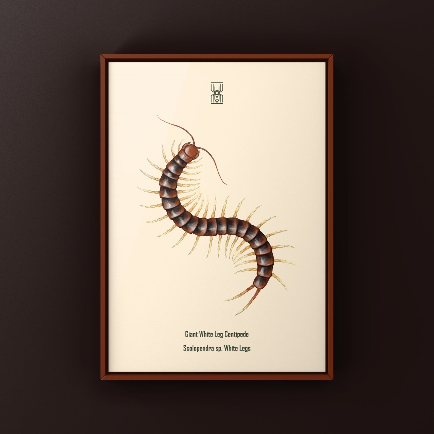 White legs giant centipede art print featuring detailed illustration of Scolopendra sp. by The Silk Ranch