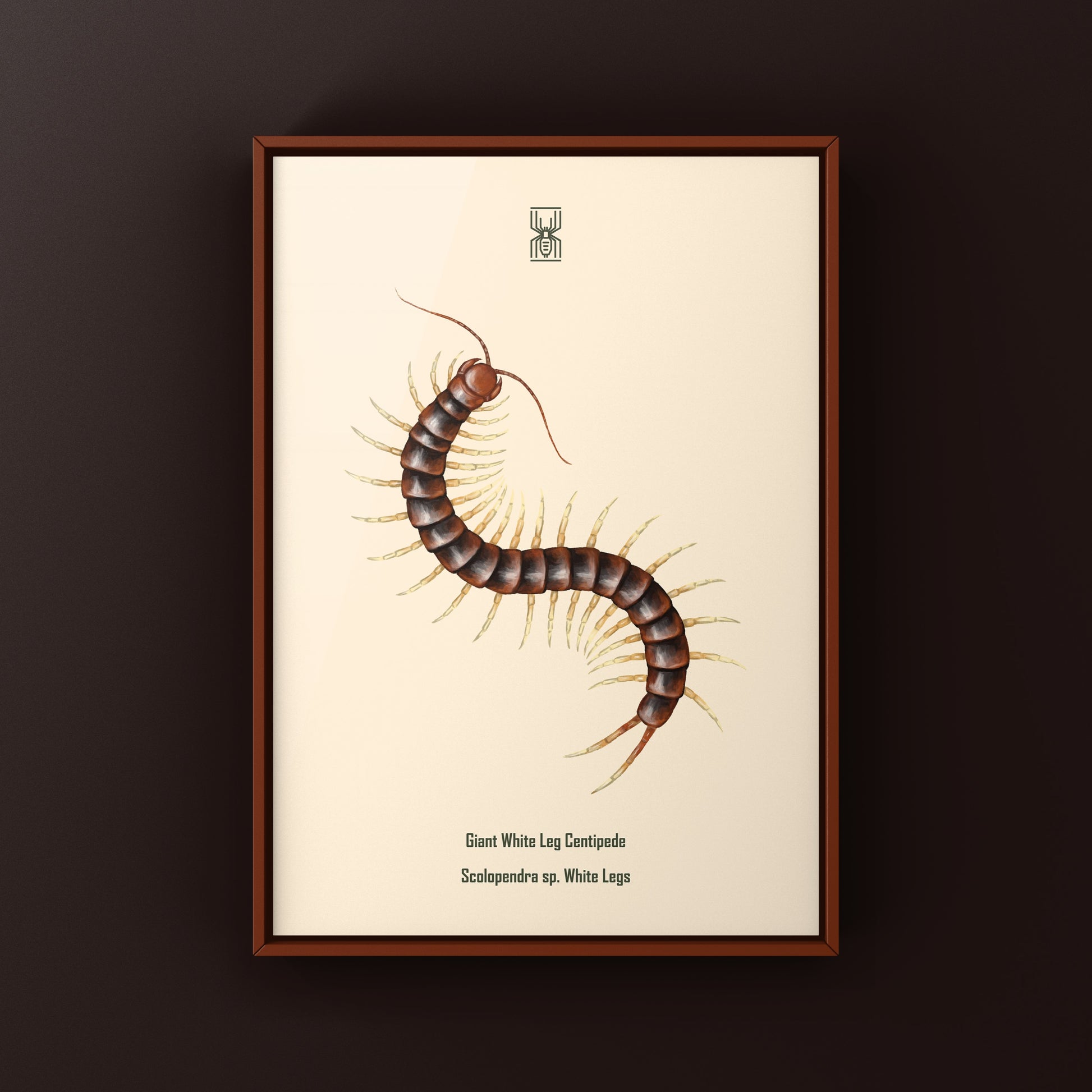 White legs giant centipede art print featuring detailed illustration of Scolopendra sp. by The Silk Ranch