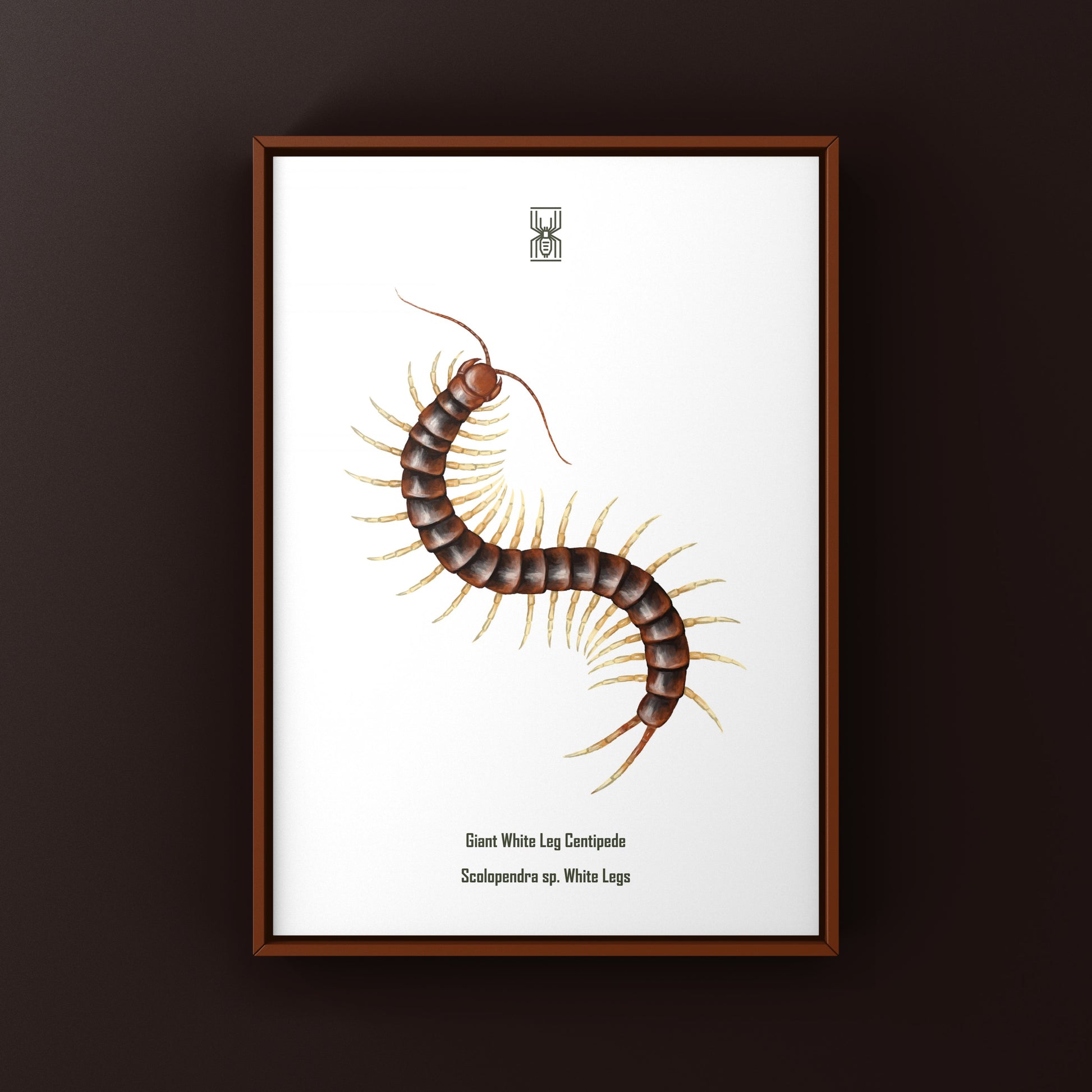 White leg giant centipede art print featuring a detailed illustration of Scolopendra sp. on neutral background