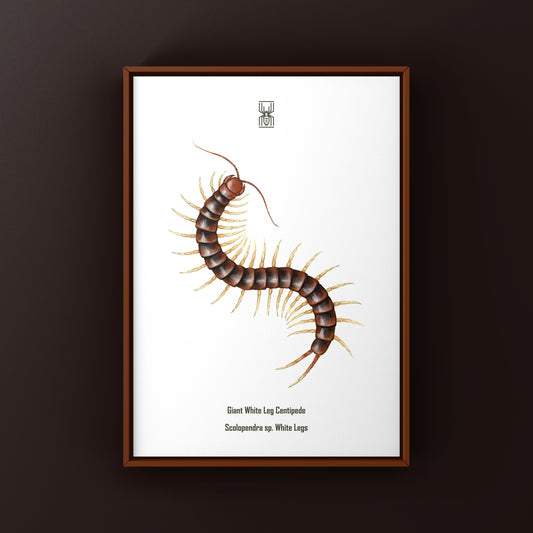 Giant White Leg Centipede Art Print (Scolopendra sp. White Legs) from The Silk Ranch