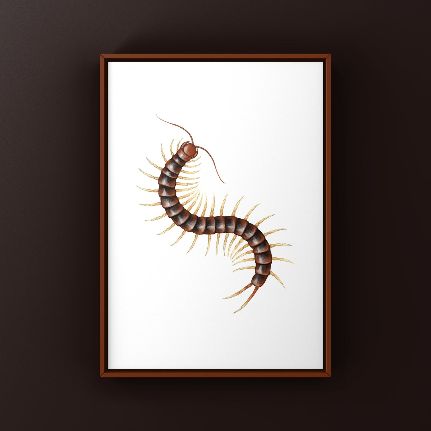 Giant white leg centipede art print featuring a detailed illustration of Scolopendra sp. on white background