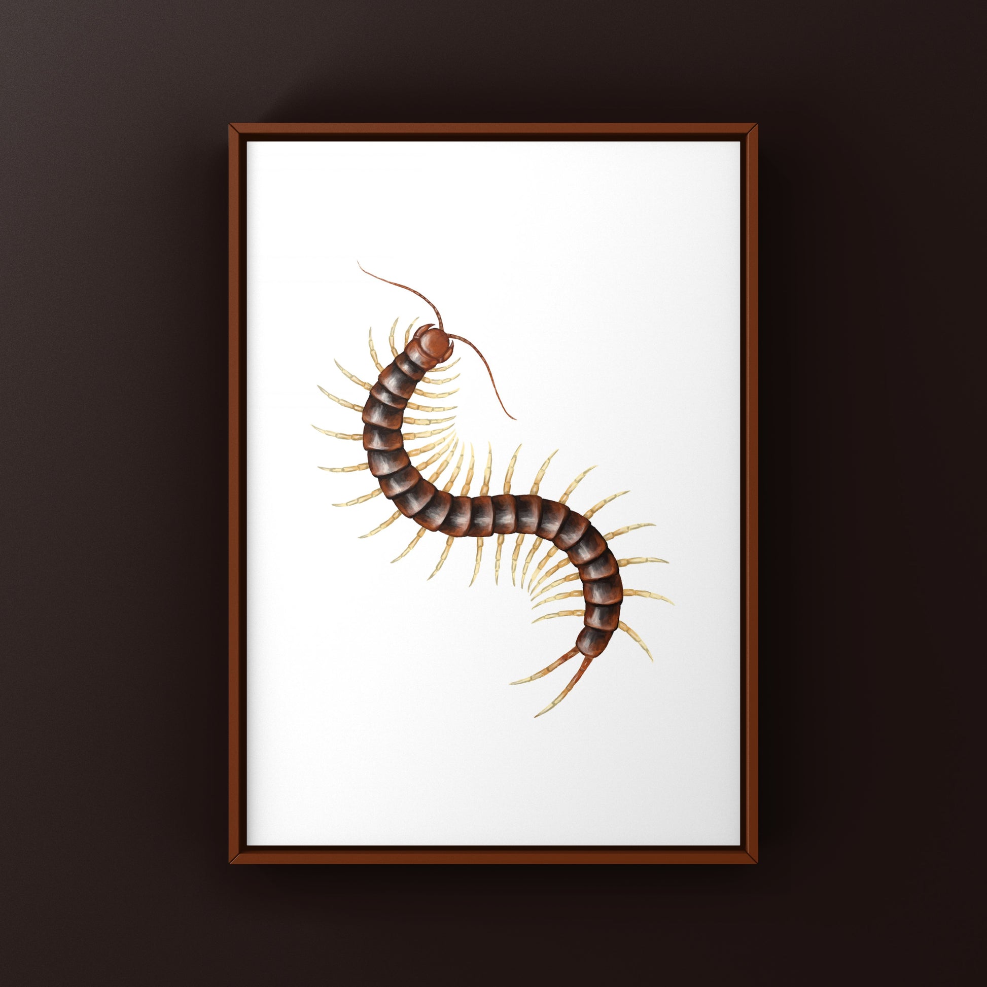 Giant white leg centipede art print featuring a detailed illustration of Scolopendra sp. on white background