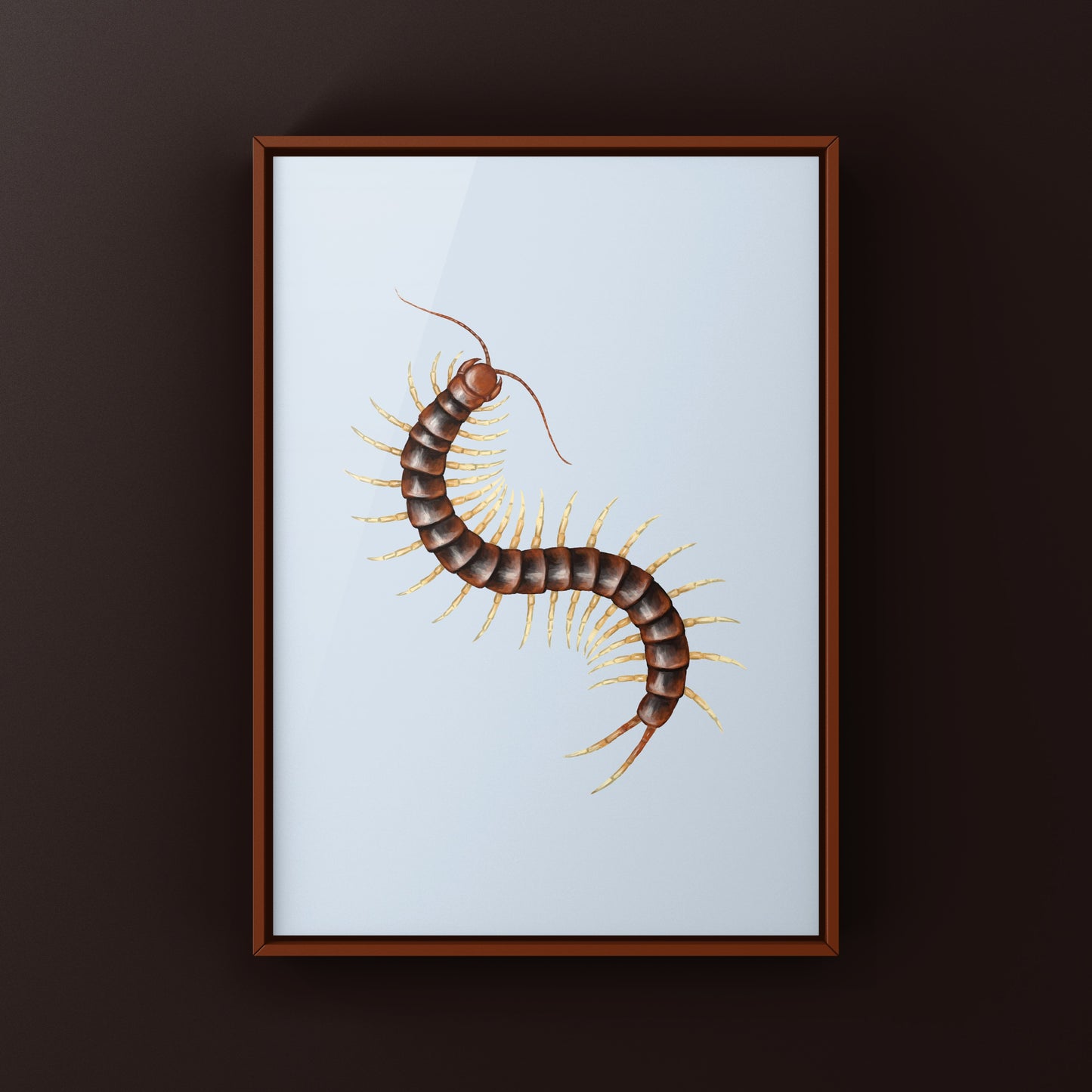 Giant white leg centipede art print by The Silk Ranch, detailed illustration of Scolopendra sp. with white legs on a neutral background.