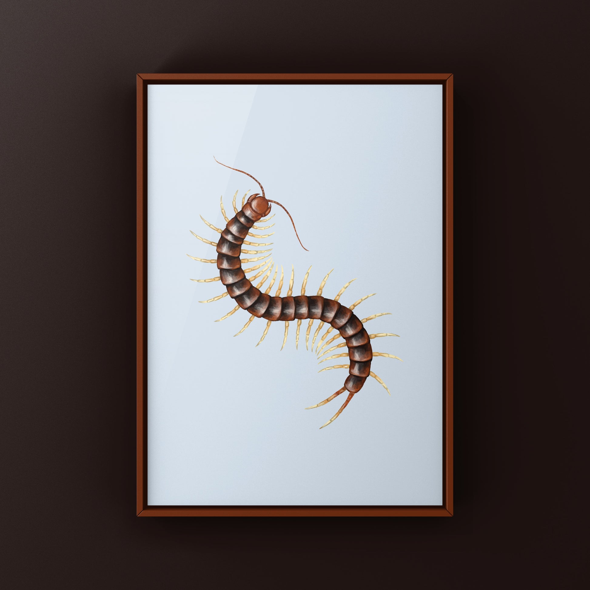 Giant white leg centipede art print by The Silk Ranch, detailed illustration of Scolopendra sp. with white legs on a neutral background.