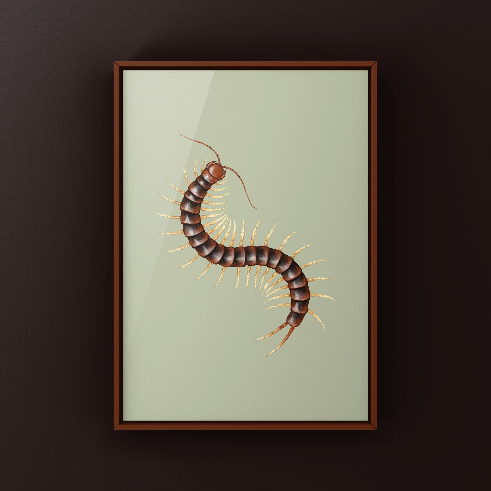 Giant white leg centipede art print by The Silk Ranch showing detailed illustration of Scolopendra sp. white legs on white background.