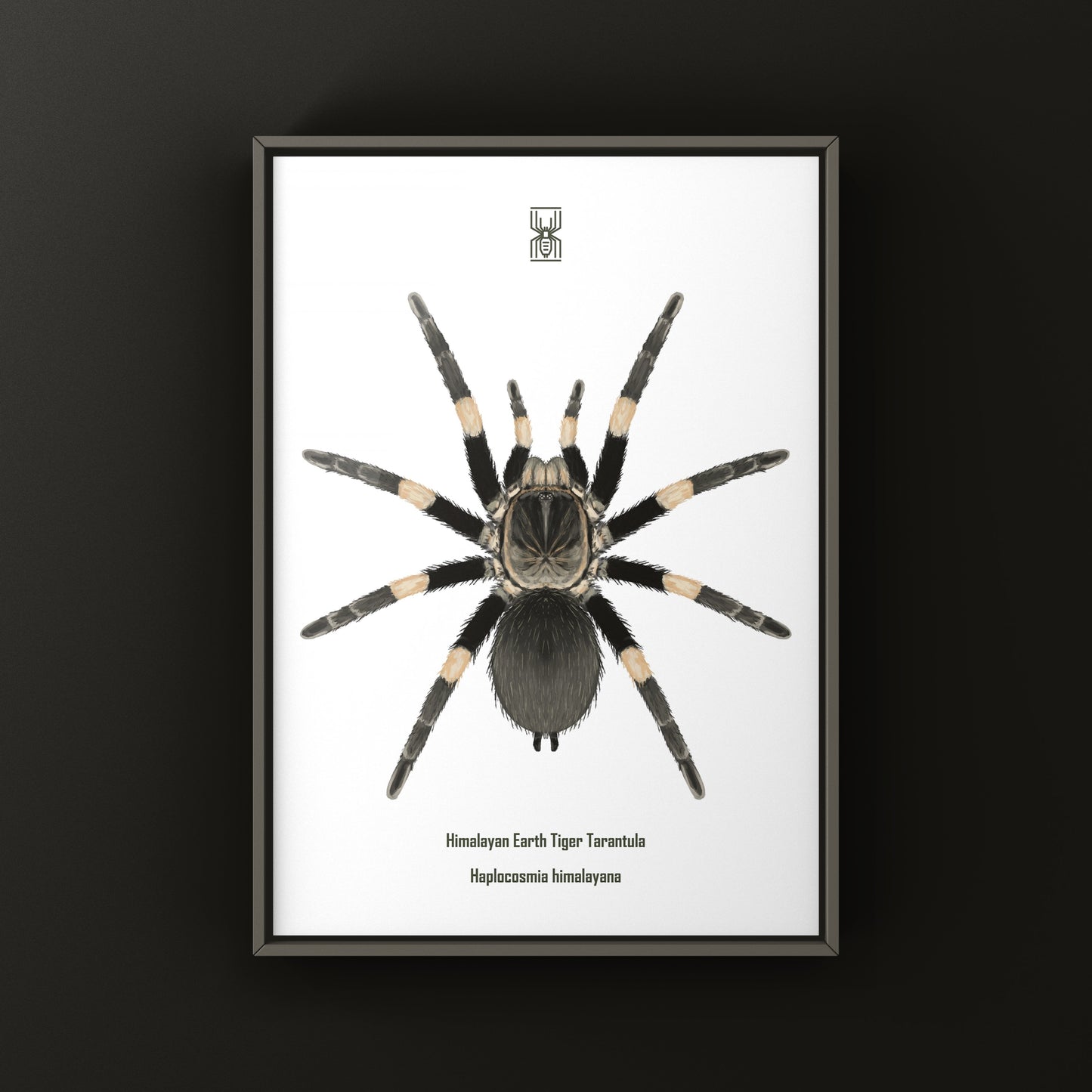 Himalayan Earth Tiger Tarantula art print by The Silk Ranch showcasing detailed illustration of Haplocosmia himalayana spider.