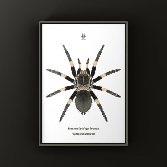 Himalayan Earth Tiger Tarantula Art Print (Haplocosmia himalayana) from The Silk Ranch