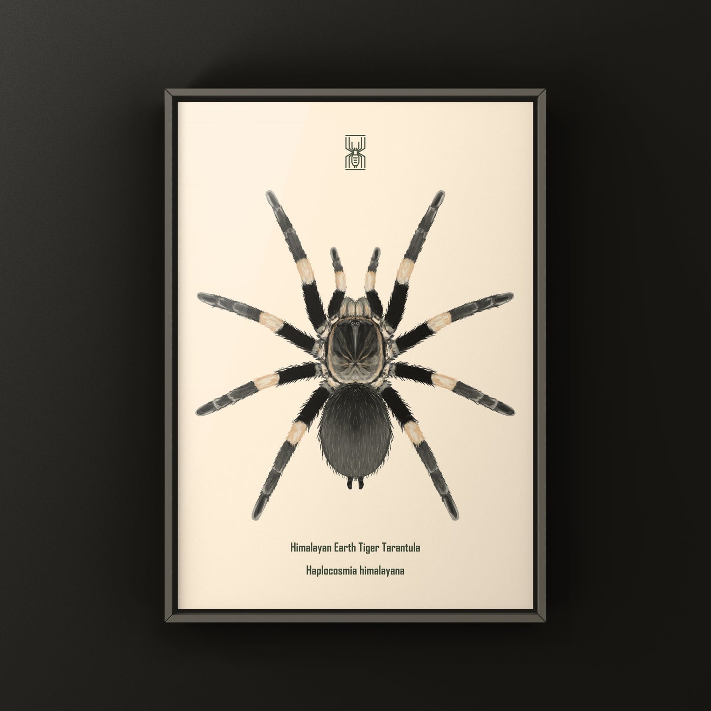Himalayan Earth Tiger Tarantula art print by The Silk Ranch showcasing detailed illustration of Haplocosmia himalayana spider.