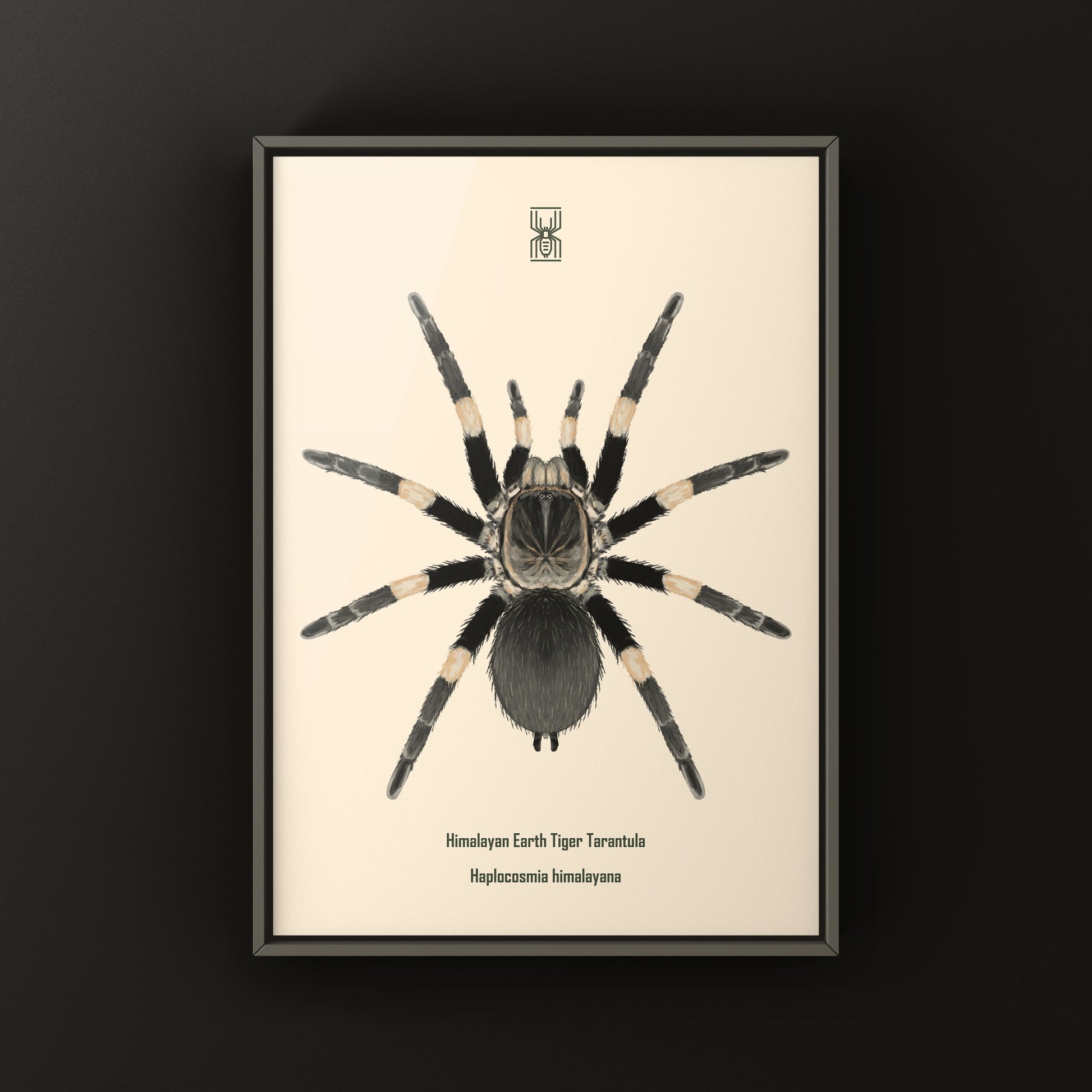 Himalayan Earth Tiger Tarantula art print by The Silk Ranch showcasing detailed illustration of Haplocosmia himalayana spider.