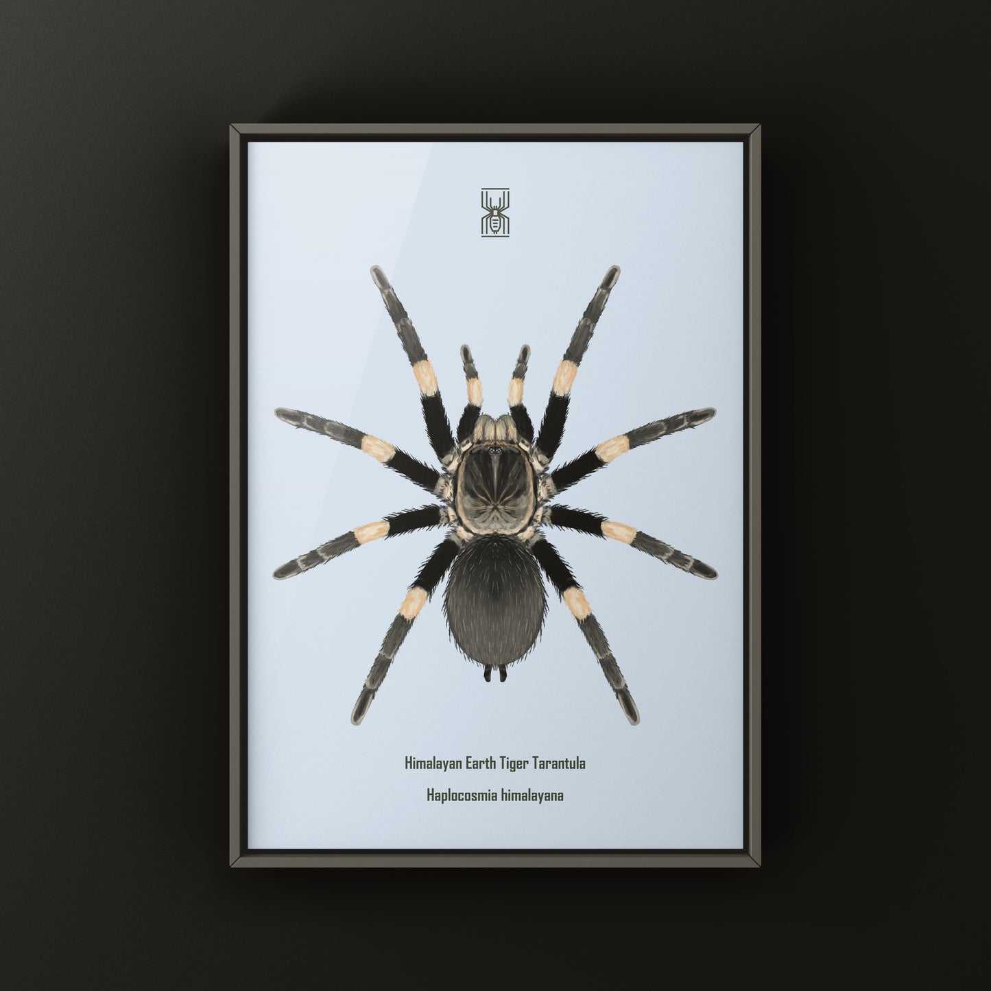 Himalayan Earth Tiger Tarantula art print featuring Haplocosmia himalayana, showcasing detailed spider illustrations by The Silk Ranch.