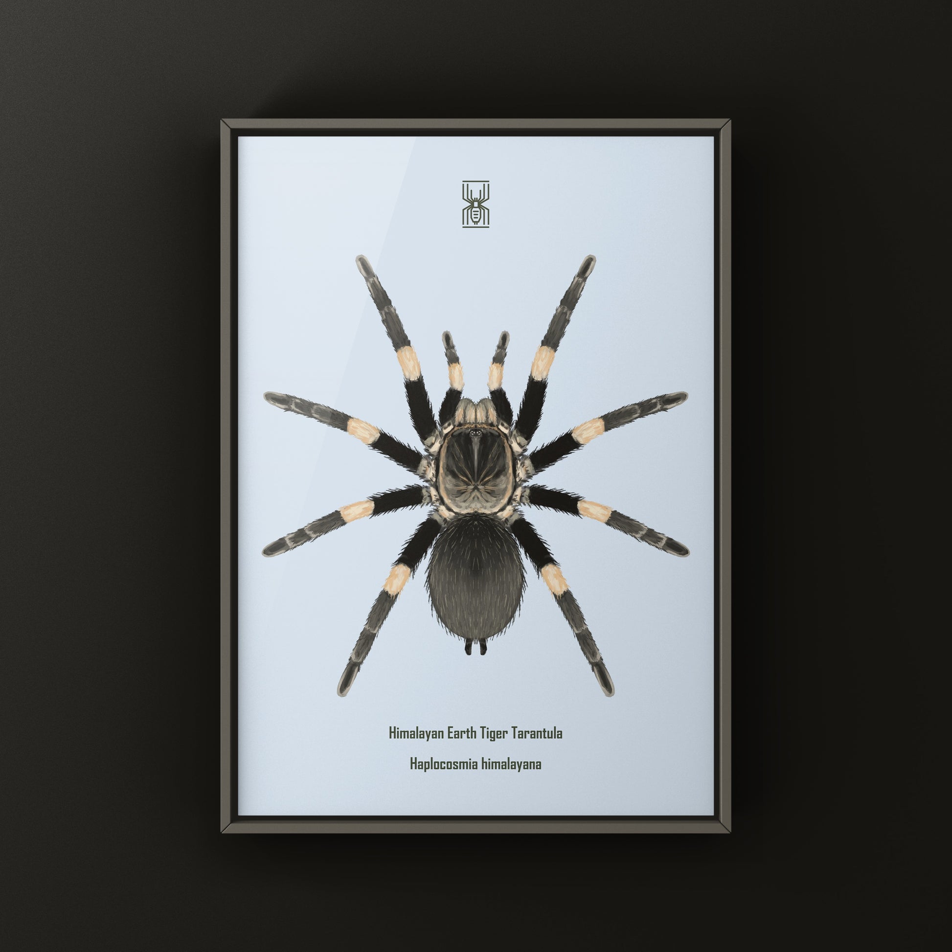 Himalayan Earth Tiger Tarantula art print featuring Haplocosmia himalayana, showcasing detailed spider illustrations by The Silk Ranch.