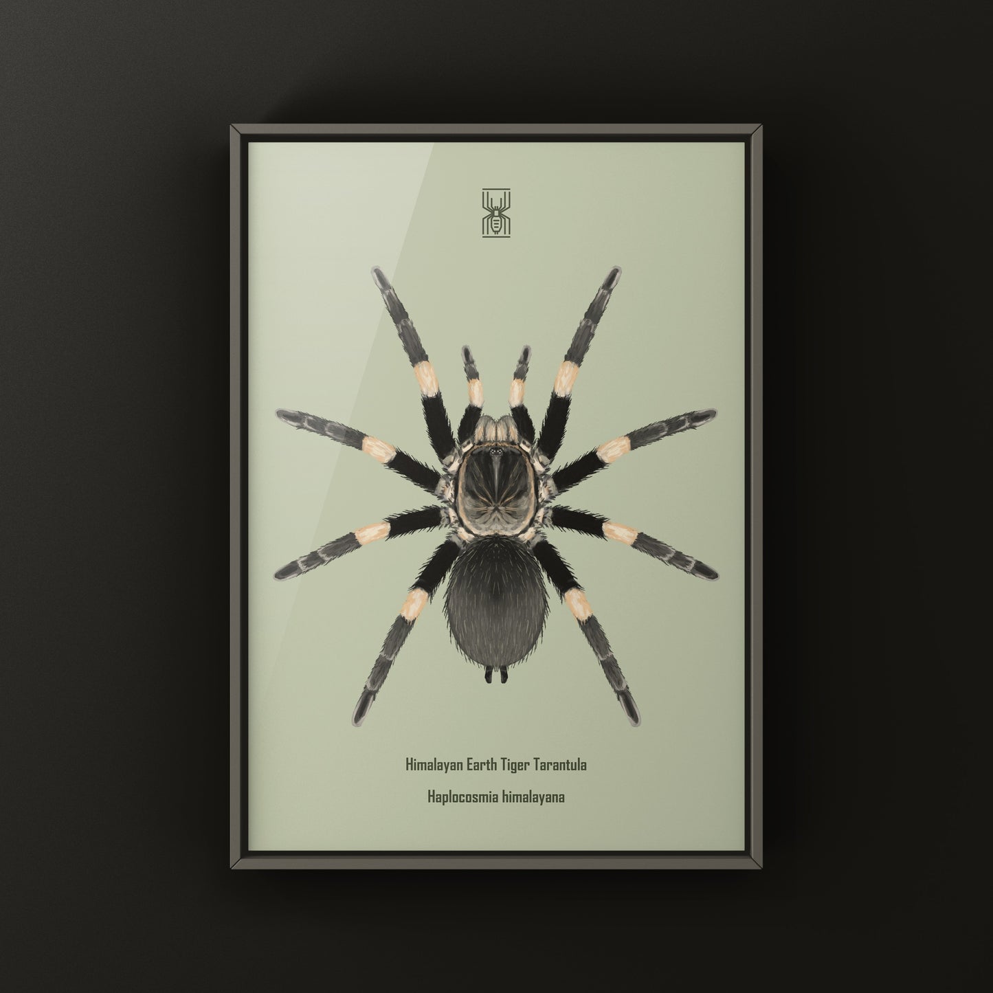 Himalayan Earth Tiger Tarantula art print by The Silk Ranch, featuring detailed illustration of Haplocosmia himalayana spider.