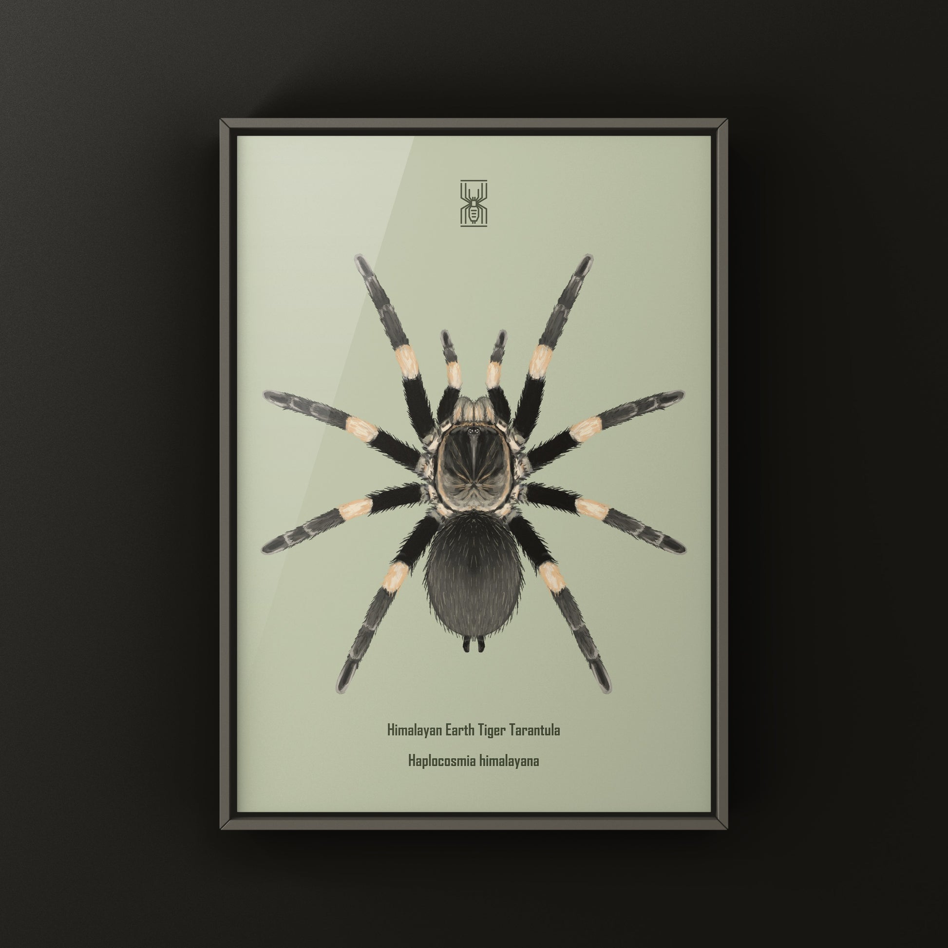 Himalayan Earth Tiger Tarantula art print by The Silk Ranch, featuring detailed illustration of Haplocosmia himalayana spider.