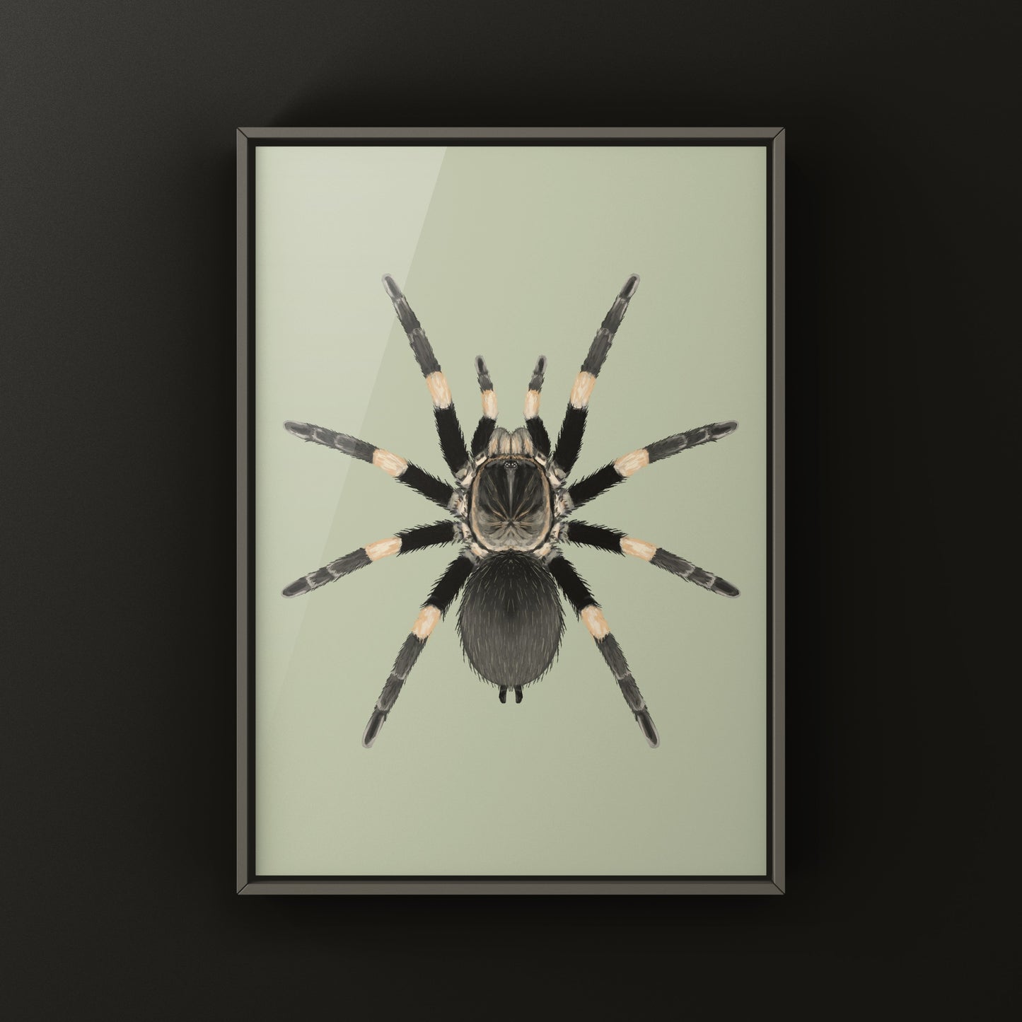 Himalayan Earth Tiger Tarantula art print featuring a Haplocosmia himalayana tarantula on a natural background, by The Silk Ranch.