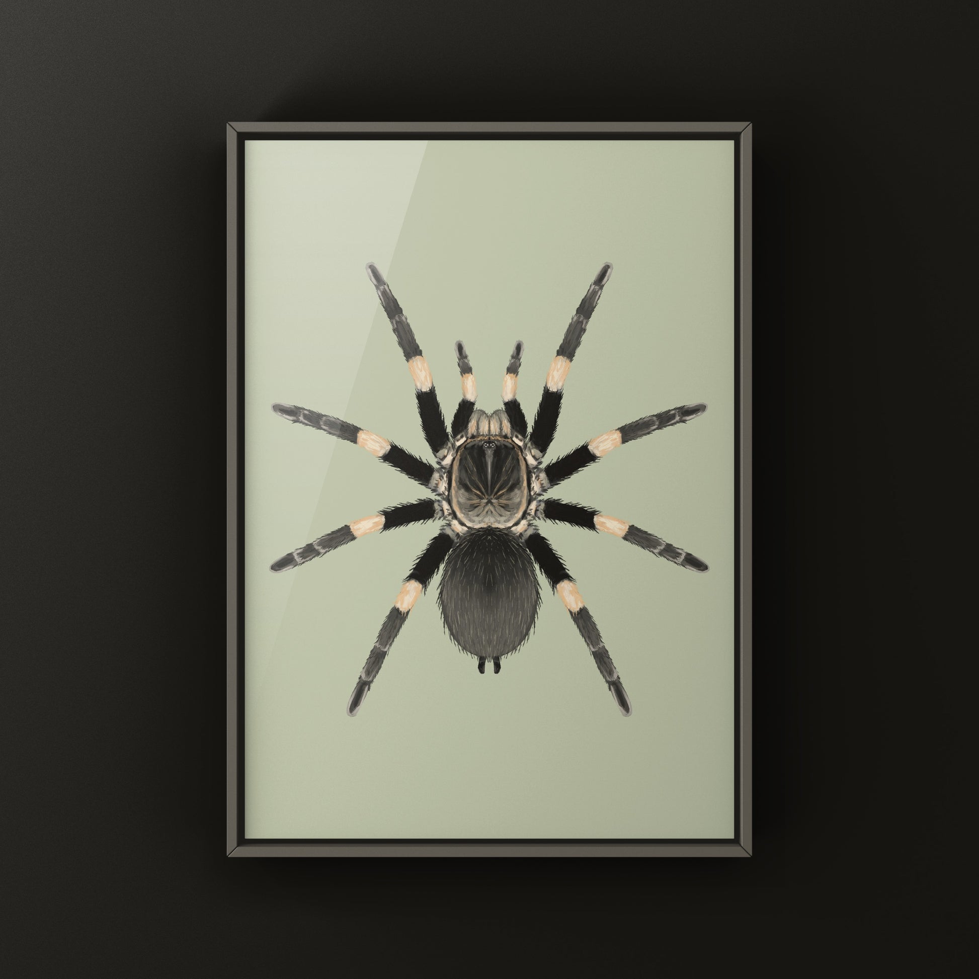 Himalayan Earth Tiger Tarantula art print featuring a Haplocosmia himalayana tarantula on a natural background, by The Silk Ranch.