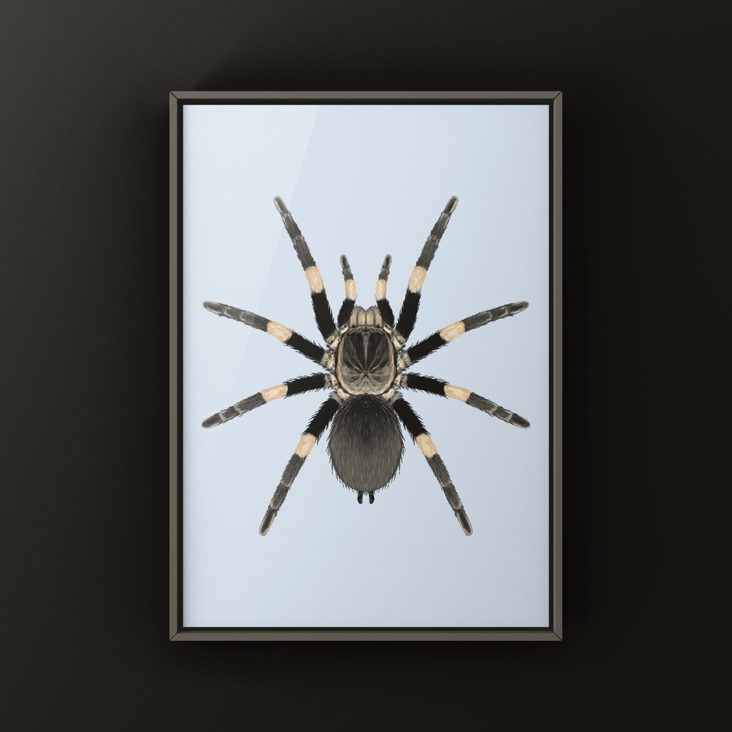 Himalayan Earth Tiger Tarantula art print featuring a Haplocosmia himalayana spider on natural background, by The Silk Ranch.