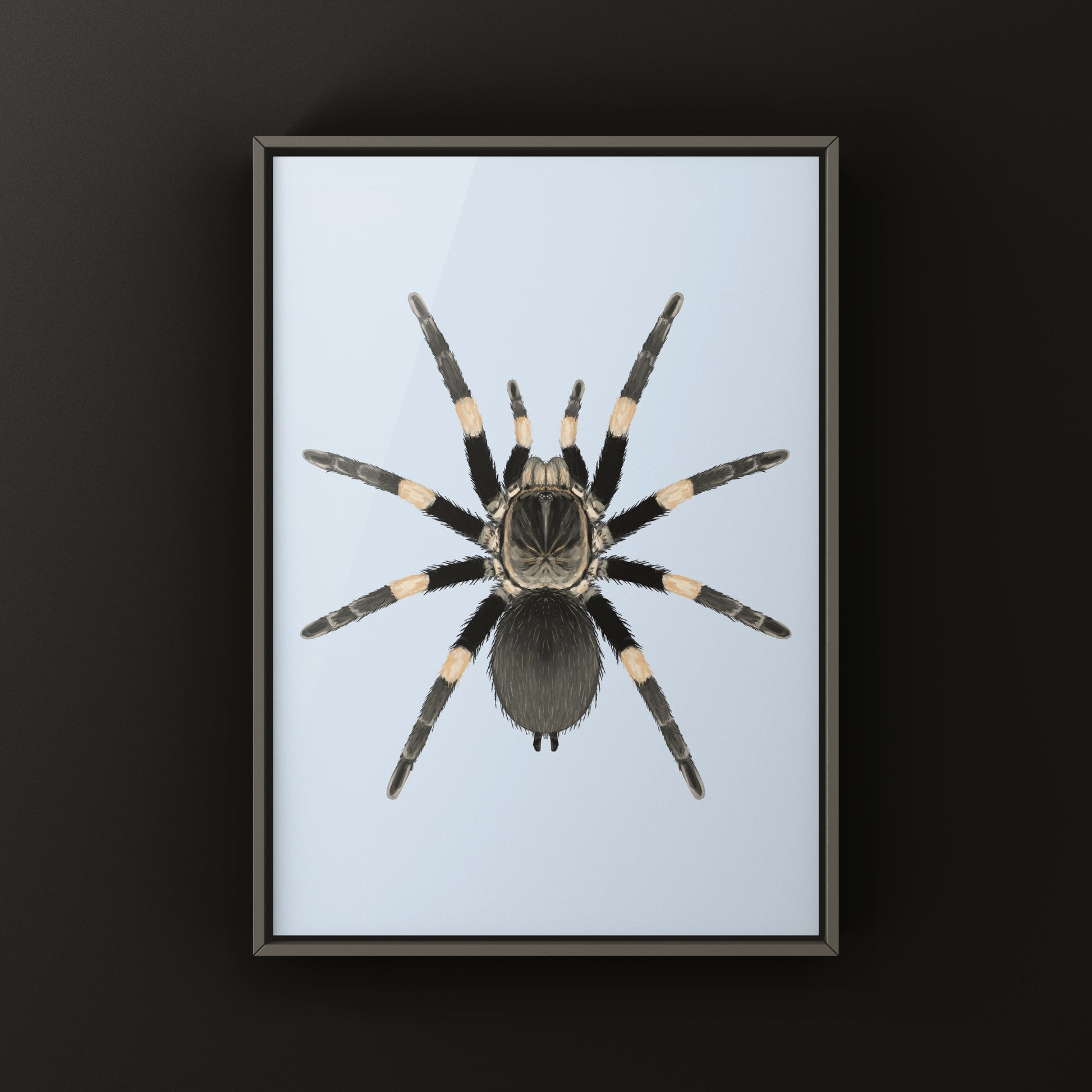 Himalayan Earth Tiger Tarantula art print featuring a Haplocosmia himalayana spider on natural background, by The Silk Ranch.