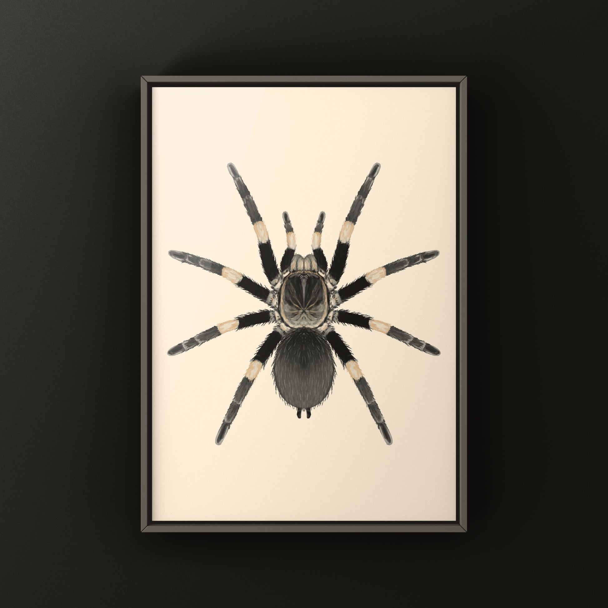 Himalayan Earth Tiger Tarantula Haplocosmia himalayana art print featuring detailed illustration of the tarantula on textured paper.