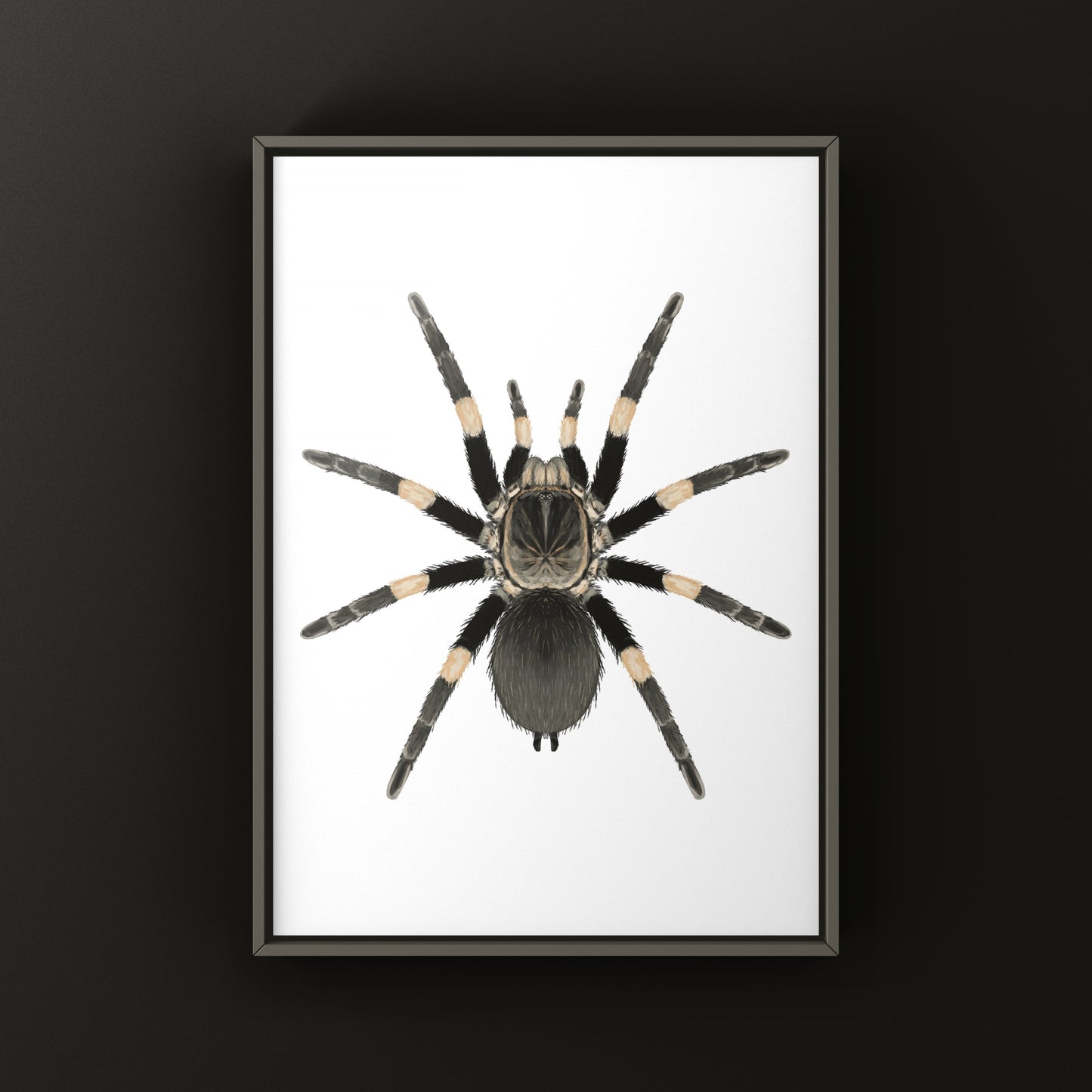 Himalayan Earth Tiger Tarantula art print by The Silk Ranch featuring detailed illustration of Haplocosmia himalayana spider.