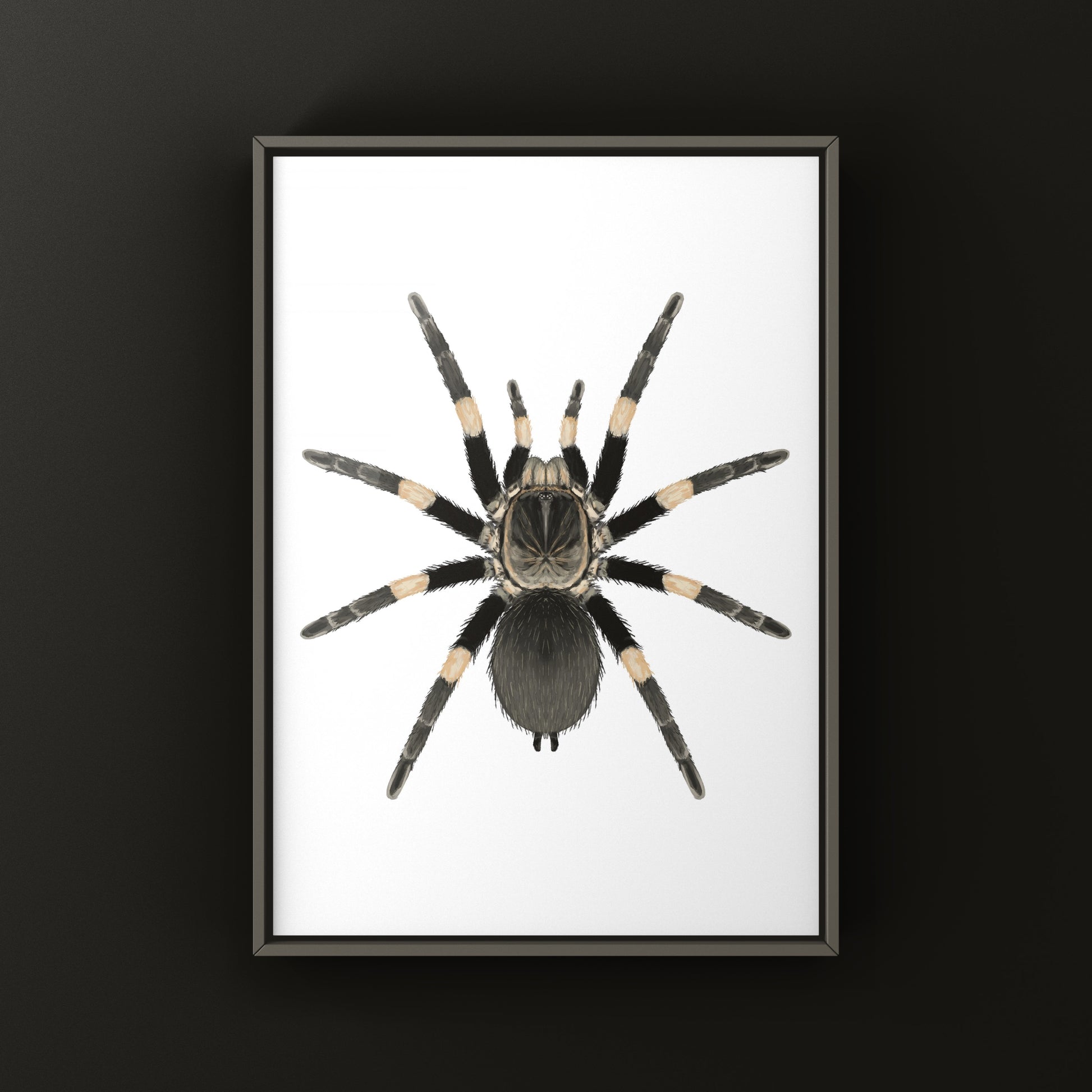 Himalayan Earth Tiger Tarantula art print by The Silk Ranch featuring detailed illustration of Haplocosmia himalayana spider.